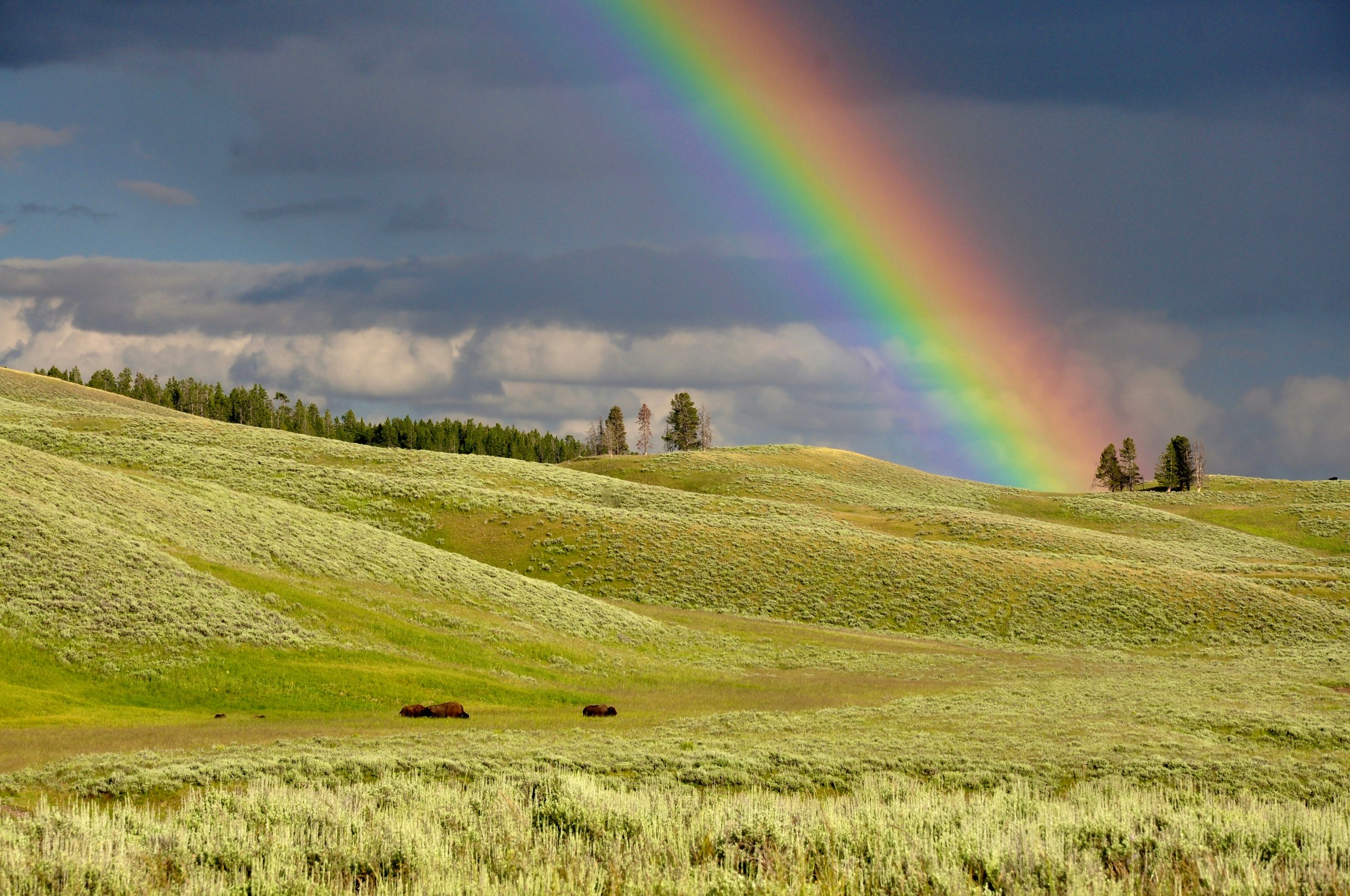Rainbow over green rolling hills with grazing bison HD Wallpaper