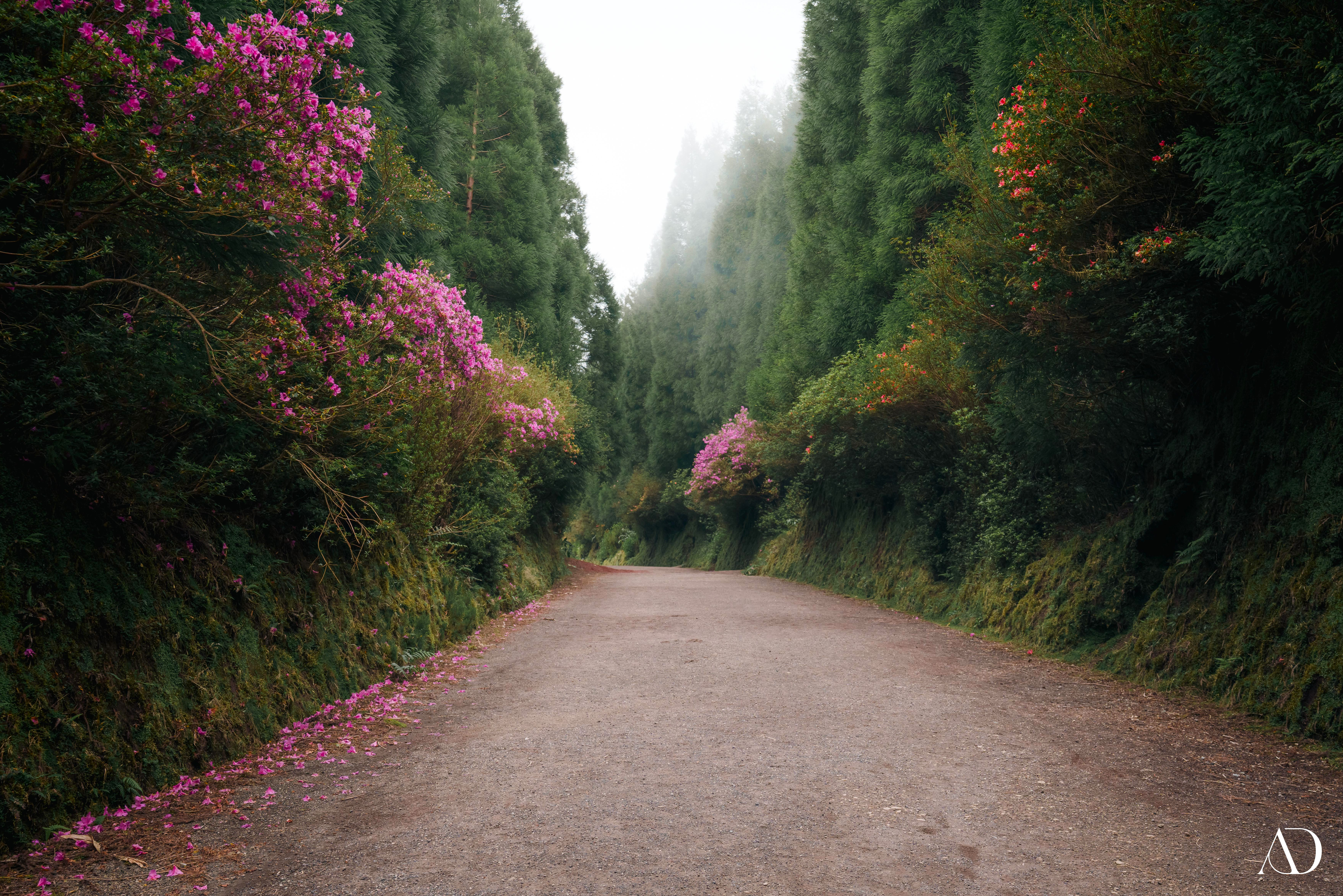 Dirt Path Lined with Tall Trees and Pink Flowers HD Wallpaper