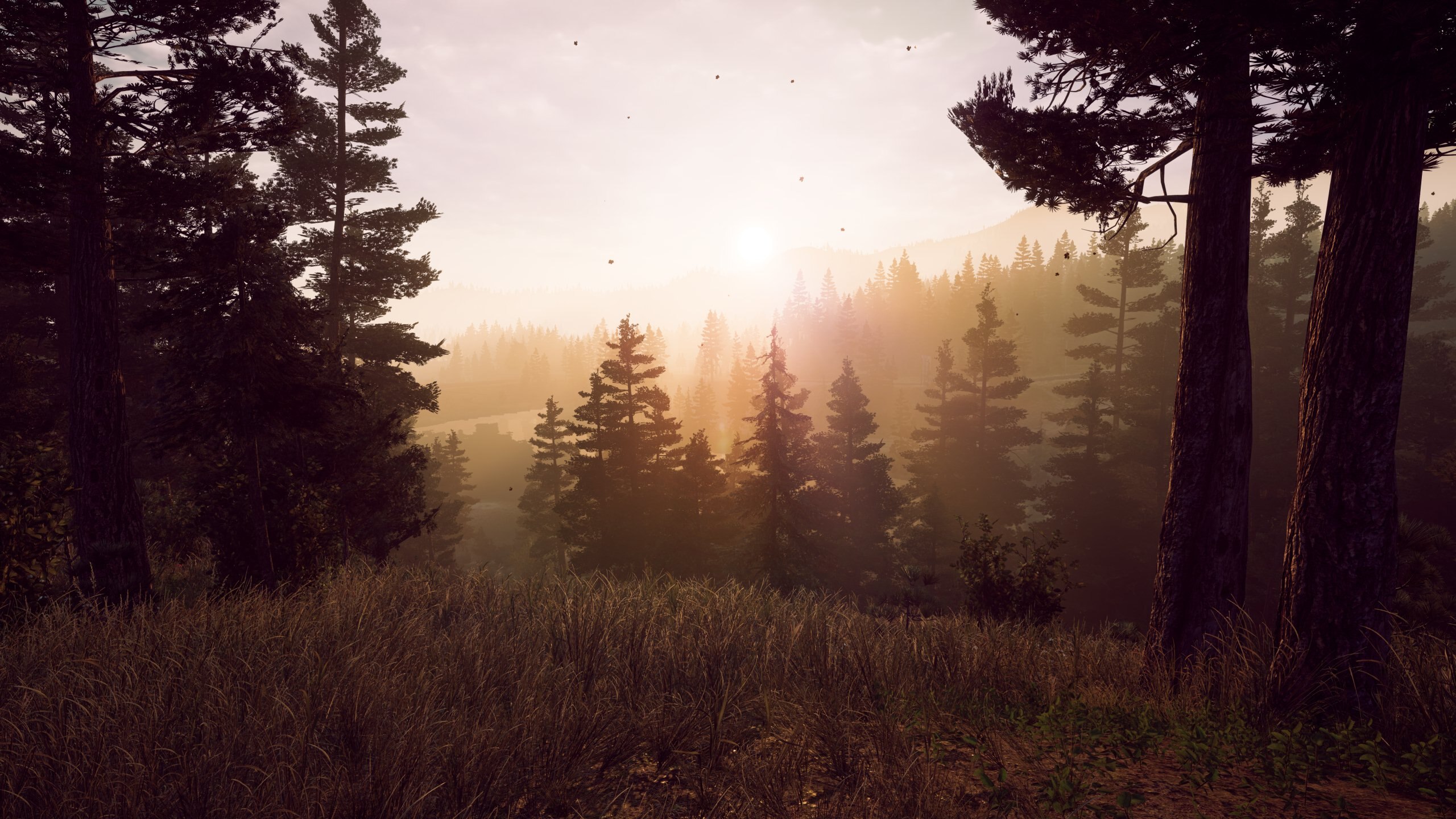 Pine forest landscape at sunrise in Far Cry 5 HD Wallpaper