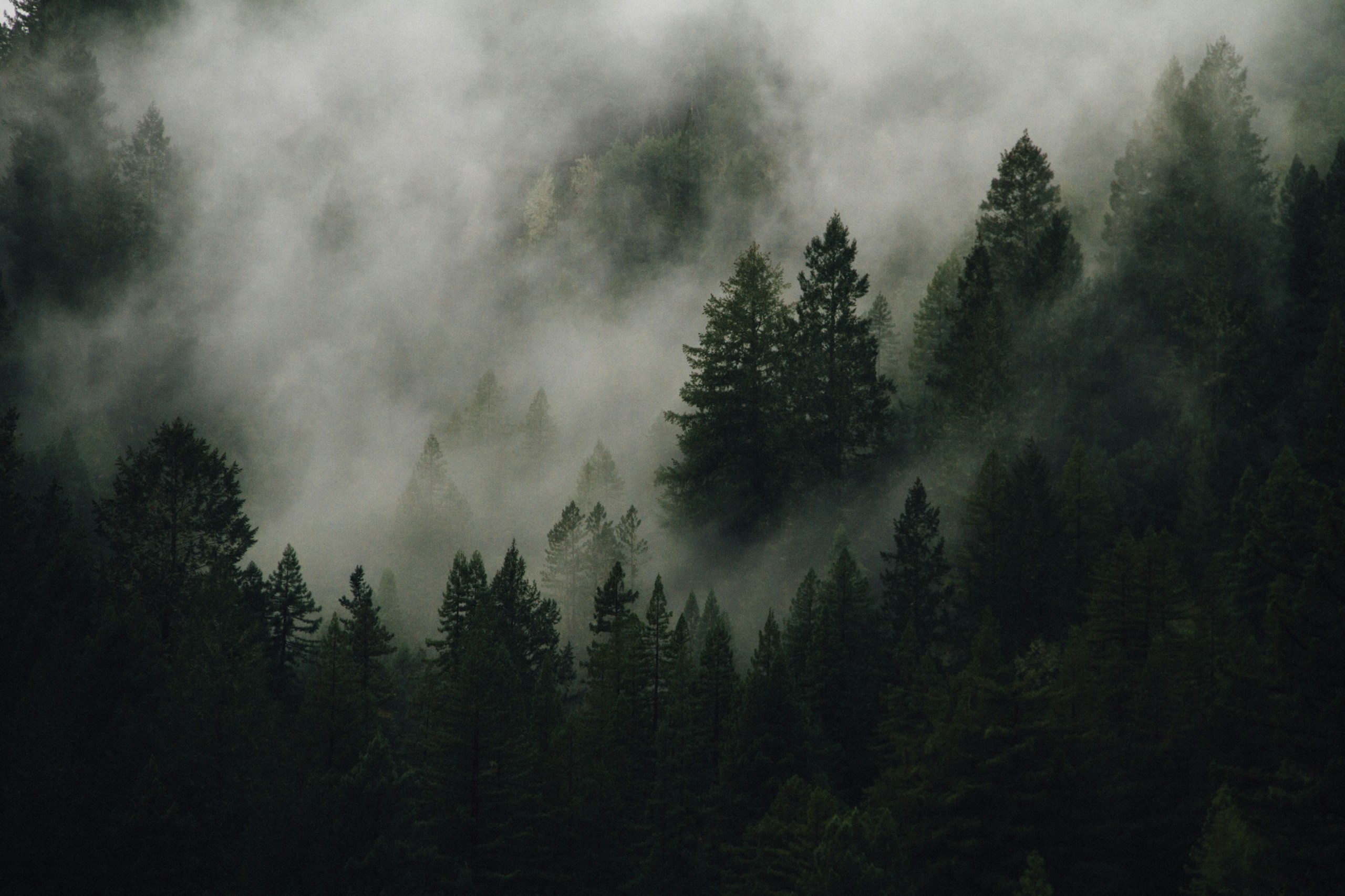 Dense Pine Forest Shrouded in Thick Fog HD Wallpaper