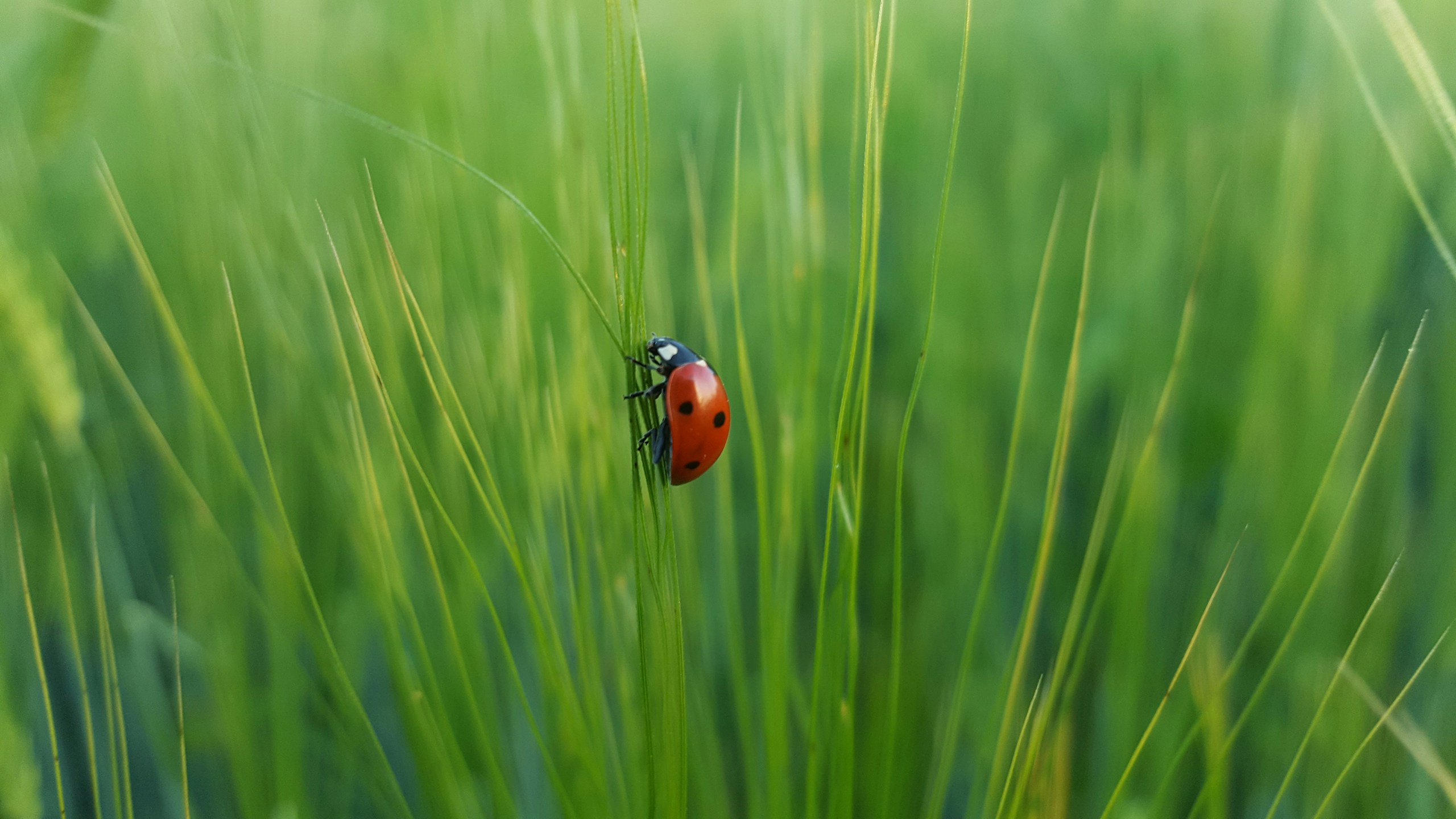 Ladybug climbing on a blade of green grass HD Wallpaper