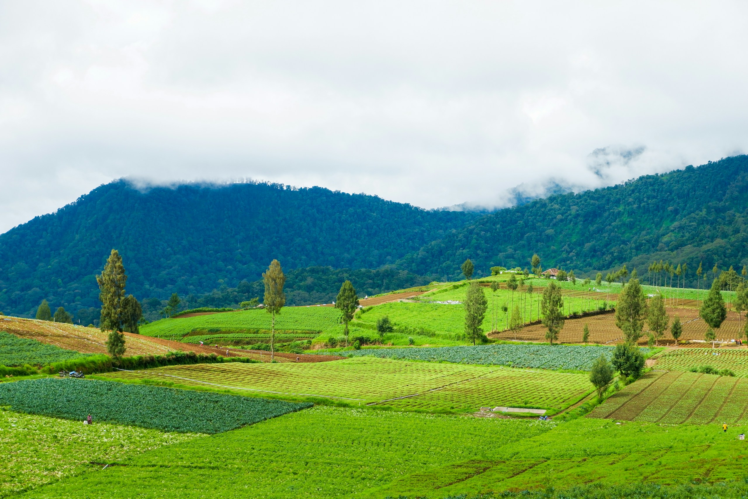 Vegetable Plantation on Mountain Slopes HD Wallpaper