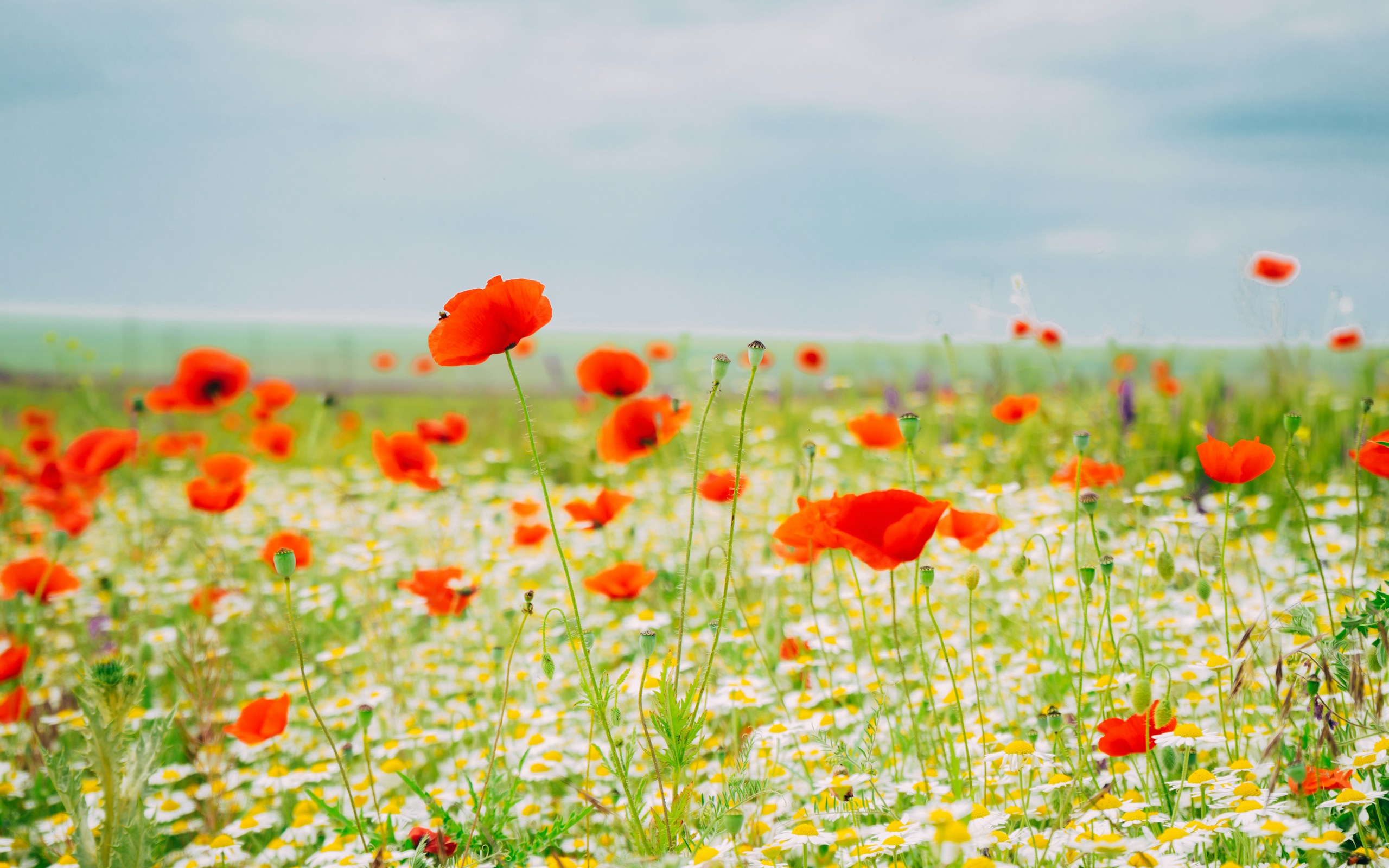 Red Poppies and Daisies in a Field HD Wallpaper