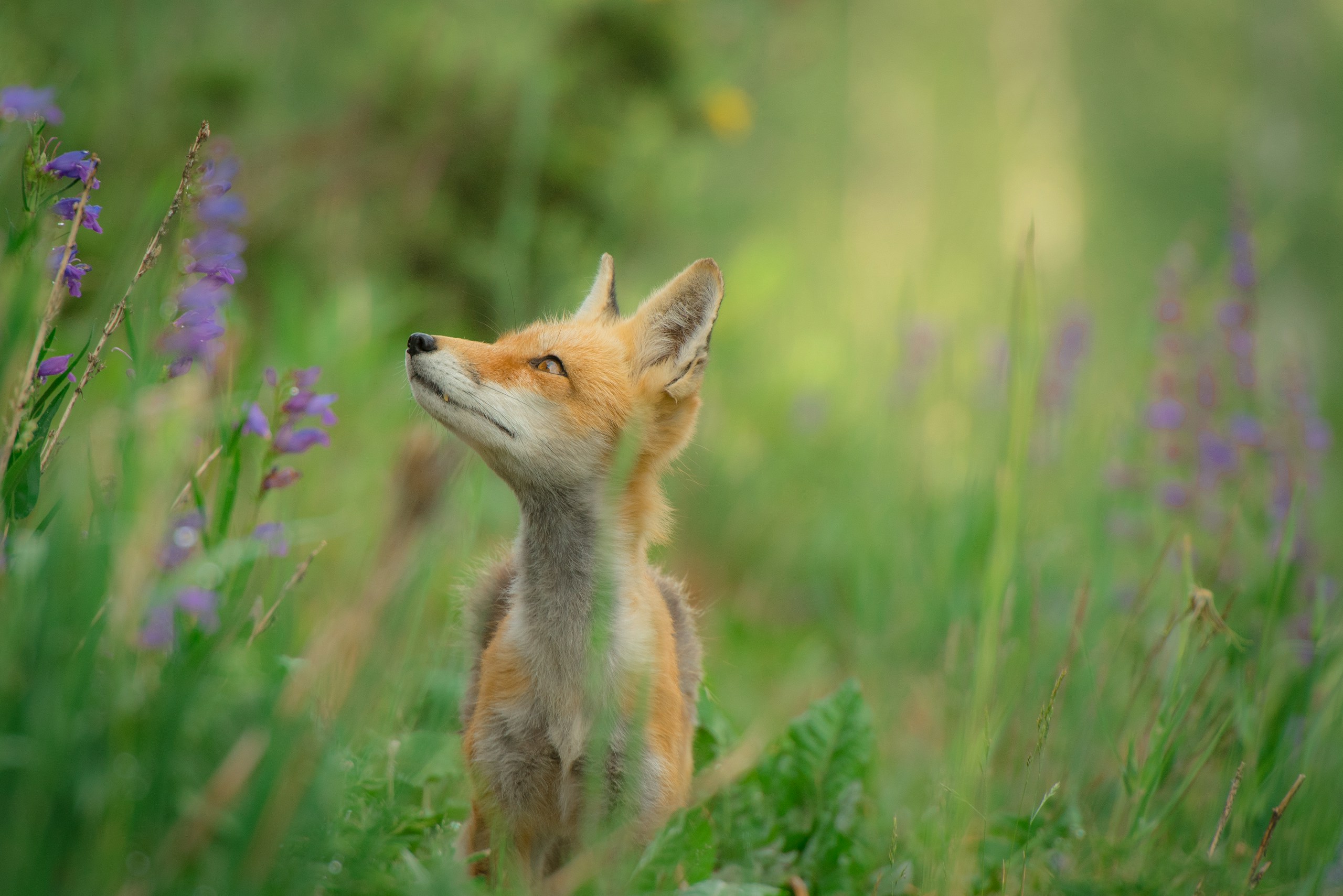 Young Red Fox Looking Up in a Grassy Field HD Wallpaper