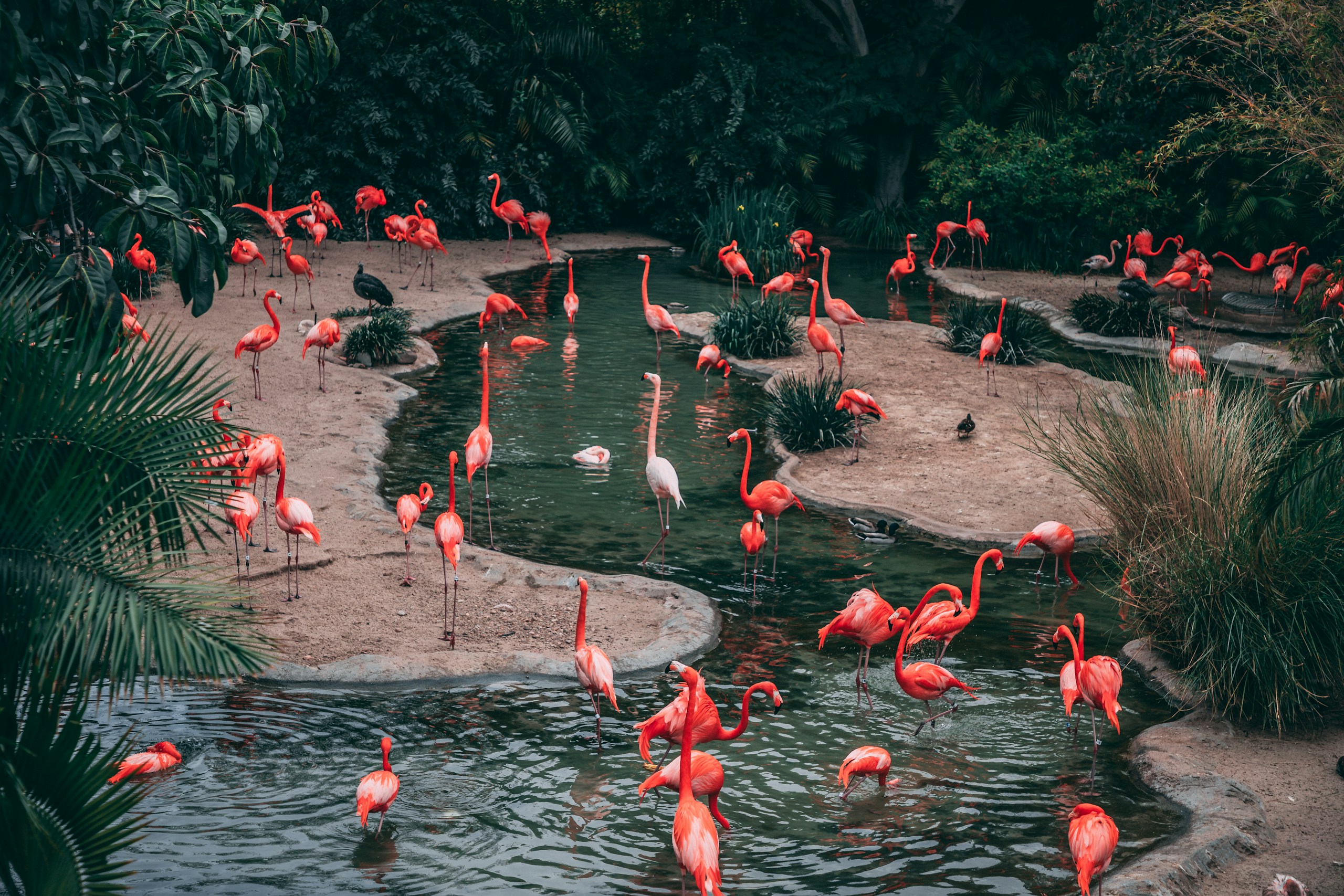 Flock of Pink Flamingos in a Tropical Pond HD Wallpaper