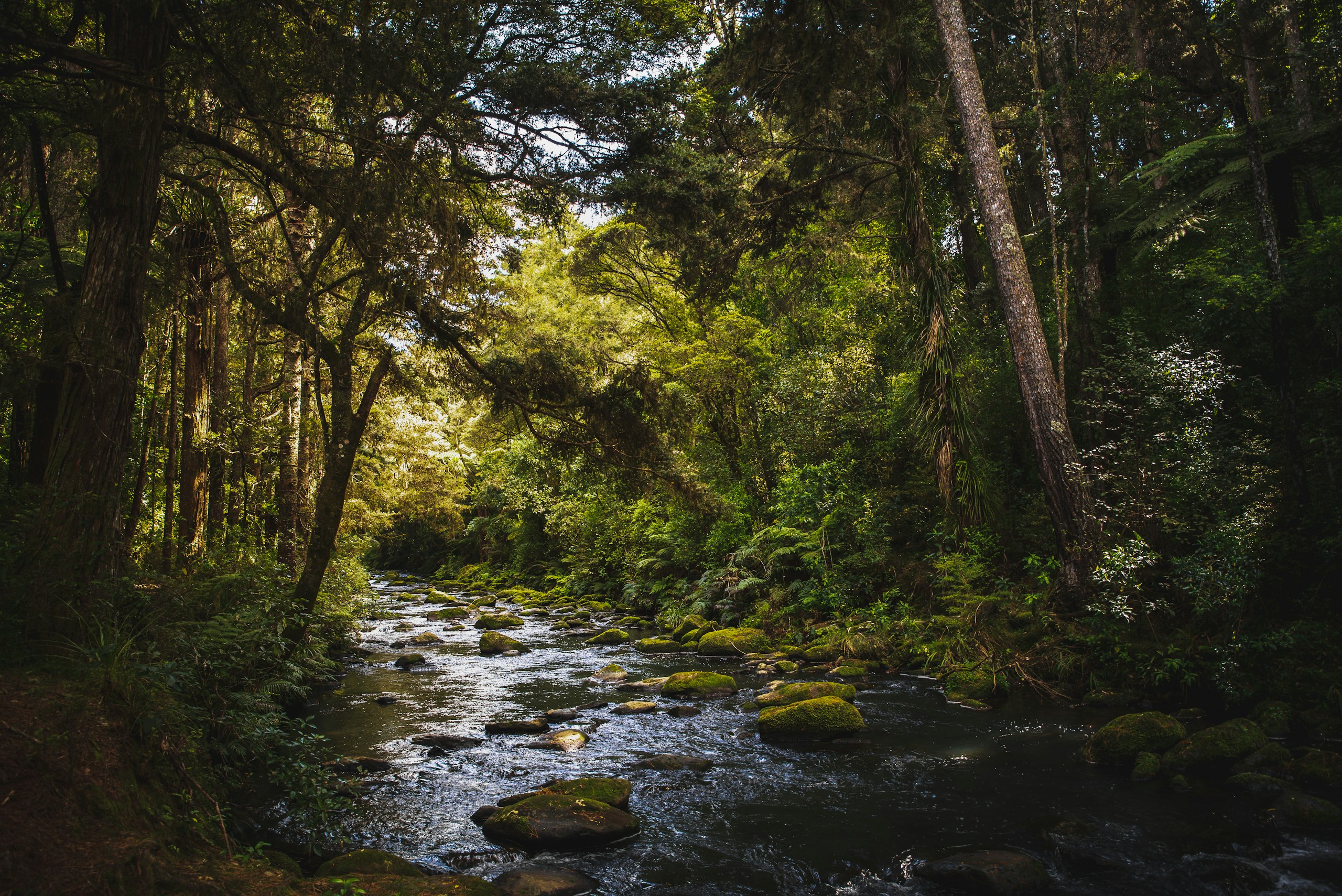 Rocky River Flowing Through a Dense Green Forest HD Wallpaper