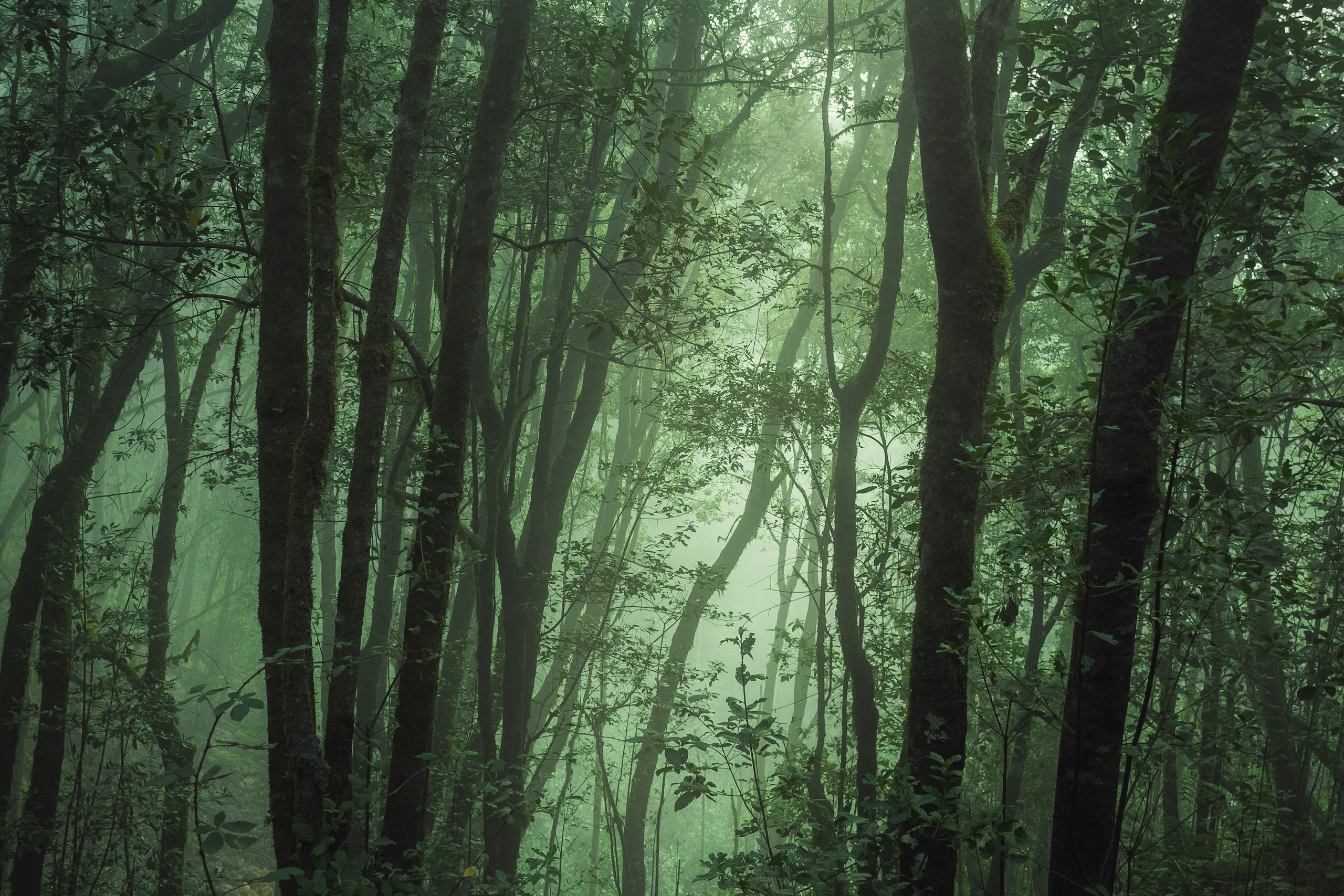 Misty Green Rainforest in Los Silos Tenerife HD Wallpaper