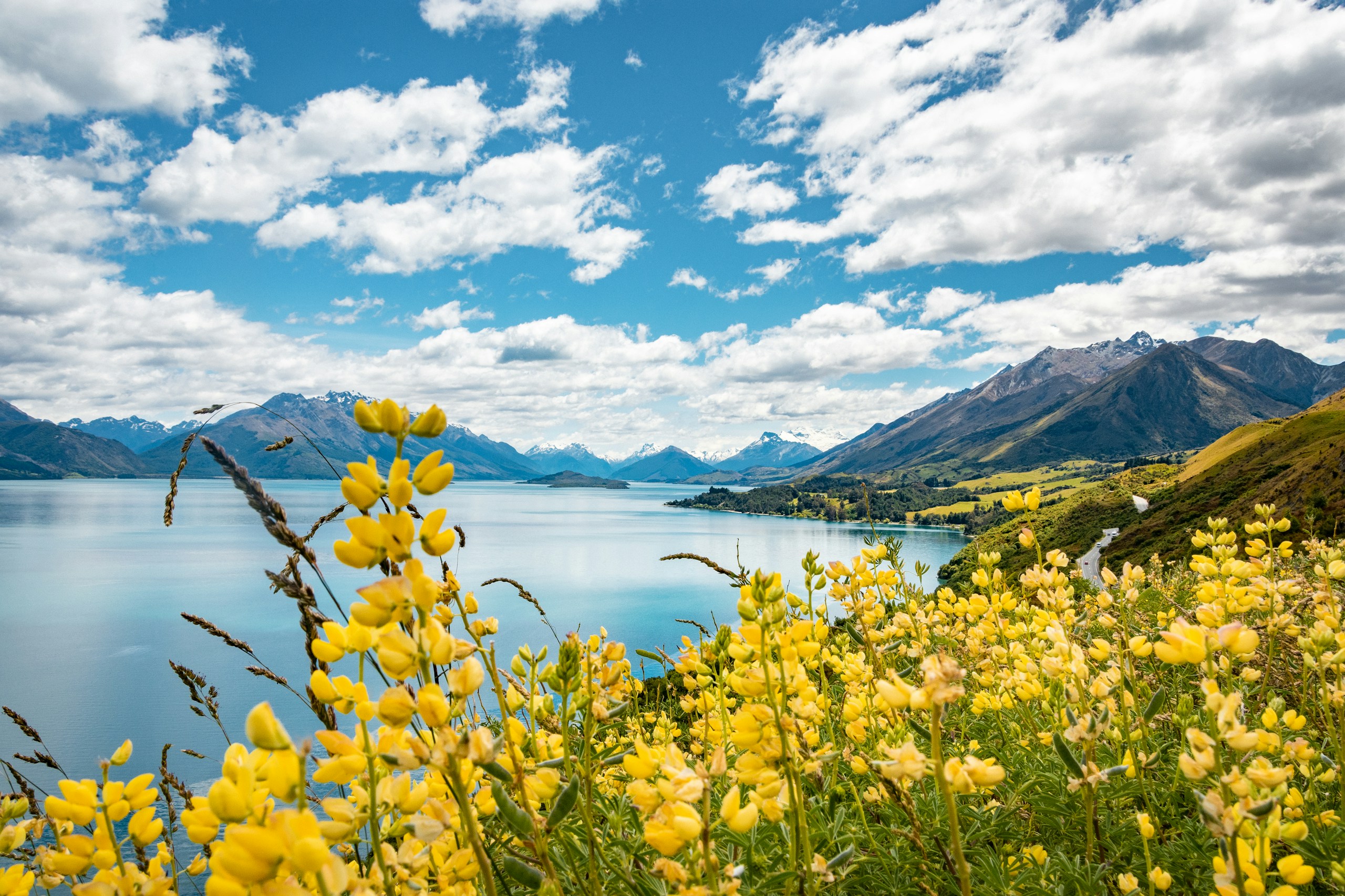 Yellow wildflowers overlooking a blue lake and mountains HD Wallpaper