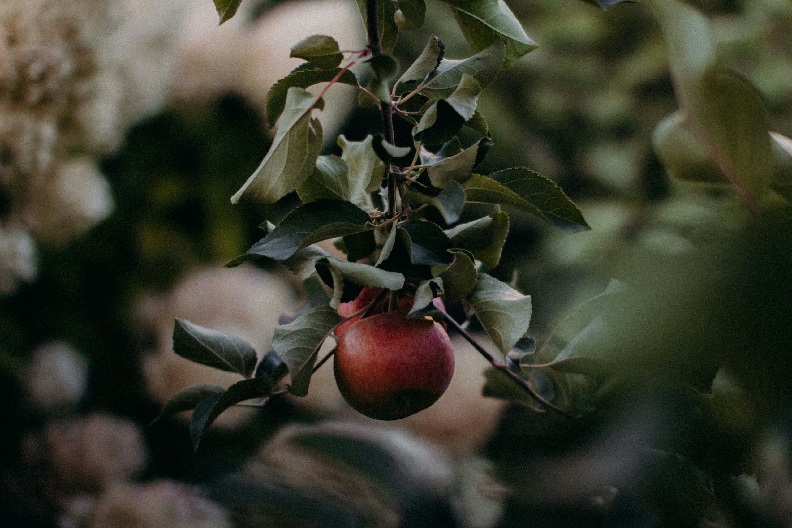 Red apple hanging on a leafy tree branch HD Wallpaper