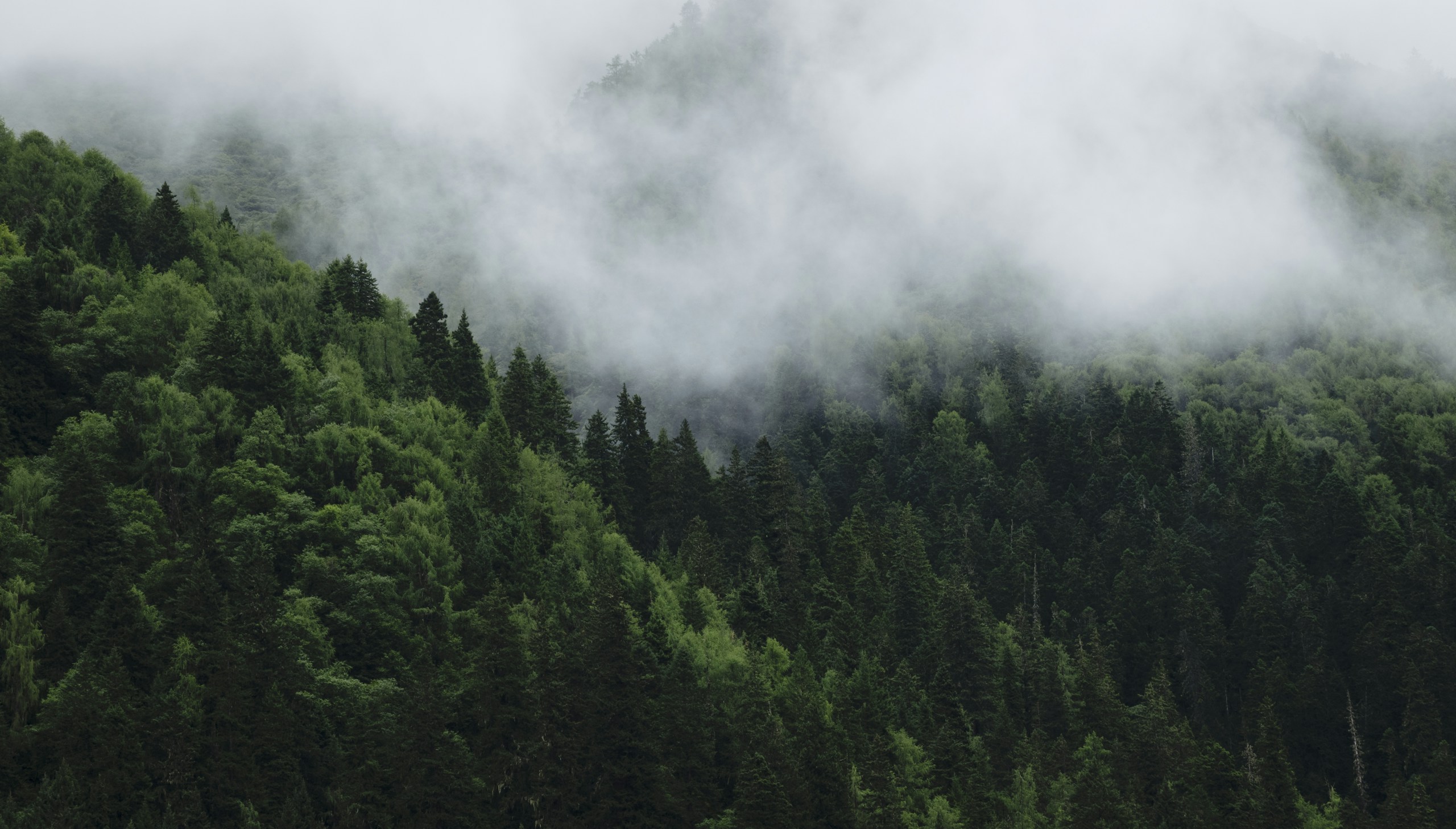 Dense green forest covered in thick fog and clouds HD Wallpaper