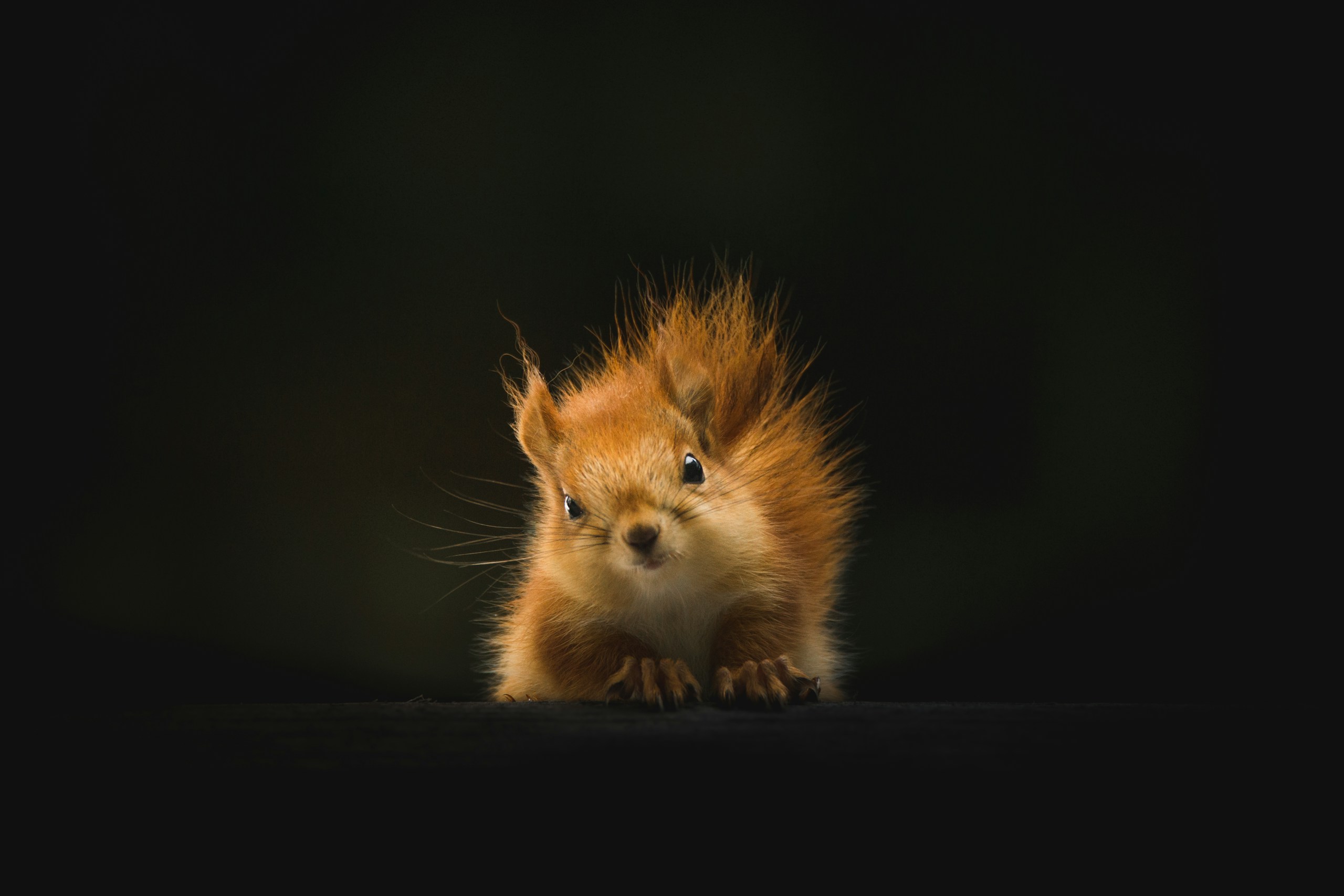 Fluffy Red Squirrel Peeking Over a Dark Ledge HD Wallpaper