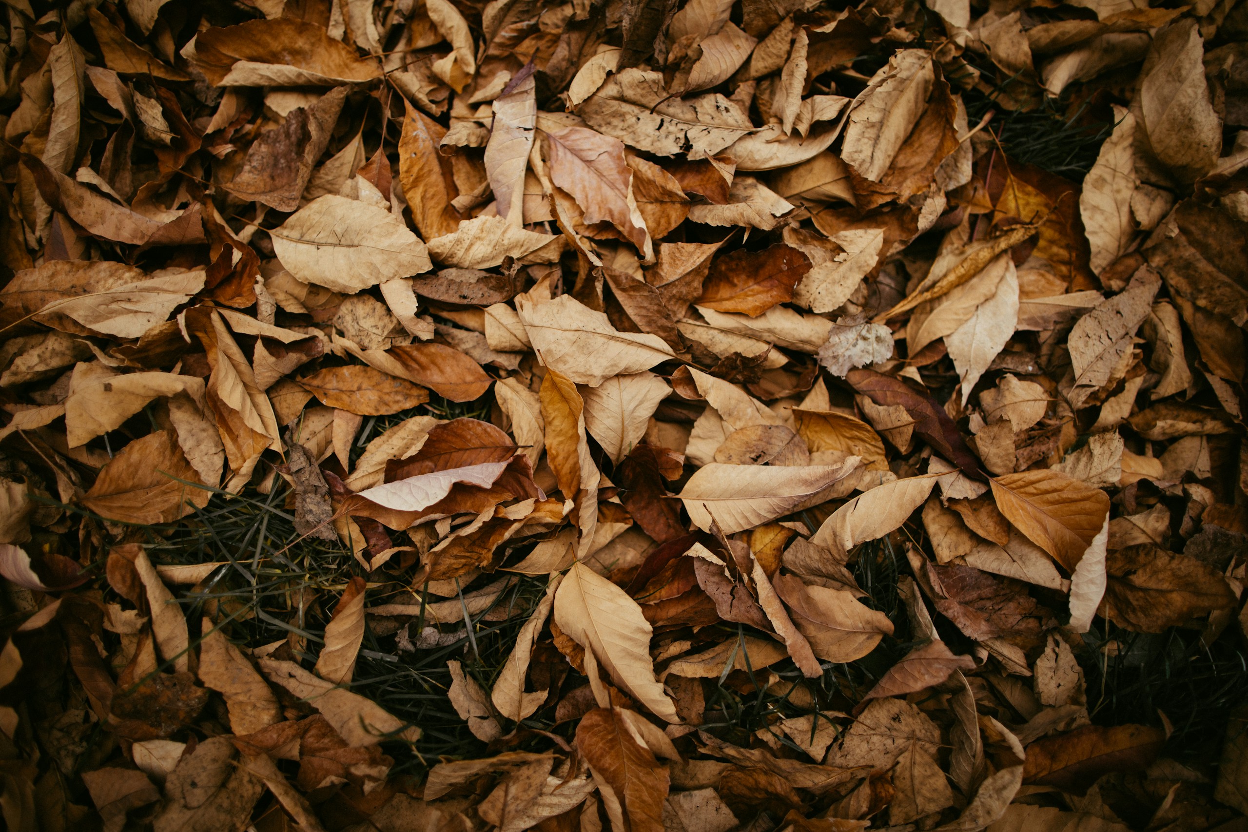 Pile of dry brown autumn leaves on the ground HD Wallpaper