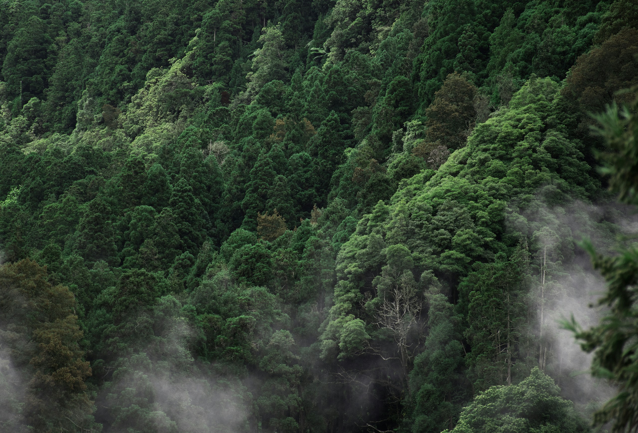 Dense Green Forest with Rising Mist HD Wallpaper