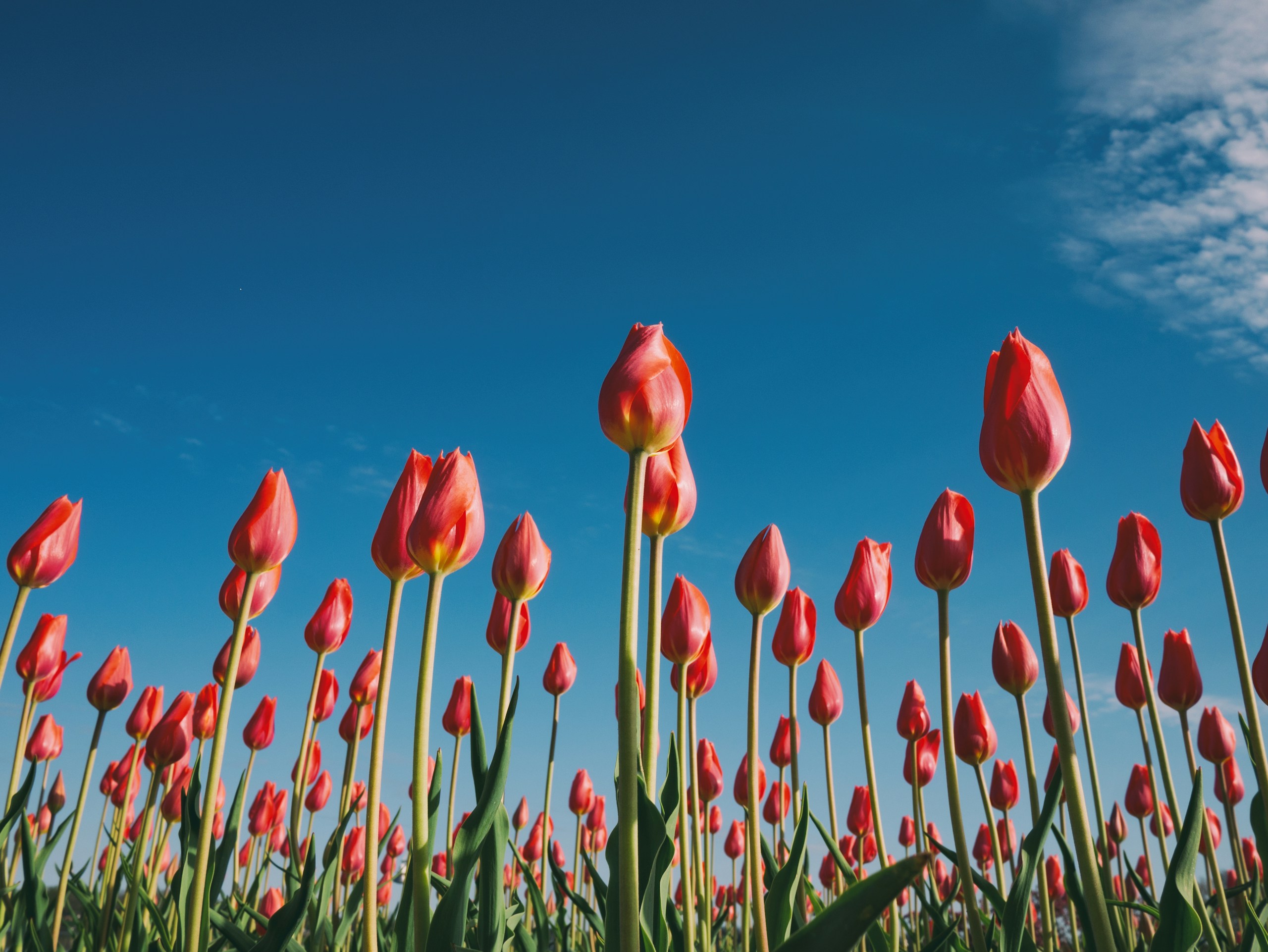 Red tulips under a clear blue sky HD Wallpaper
