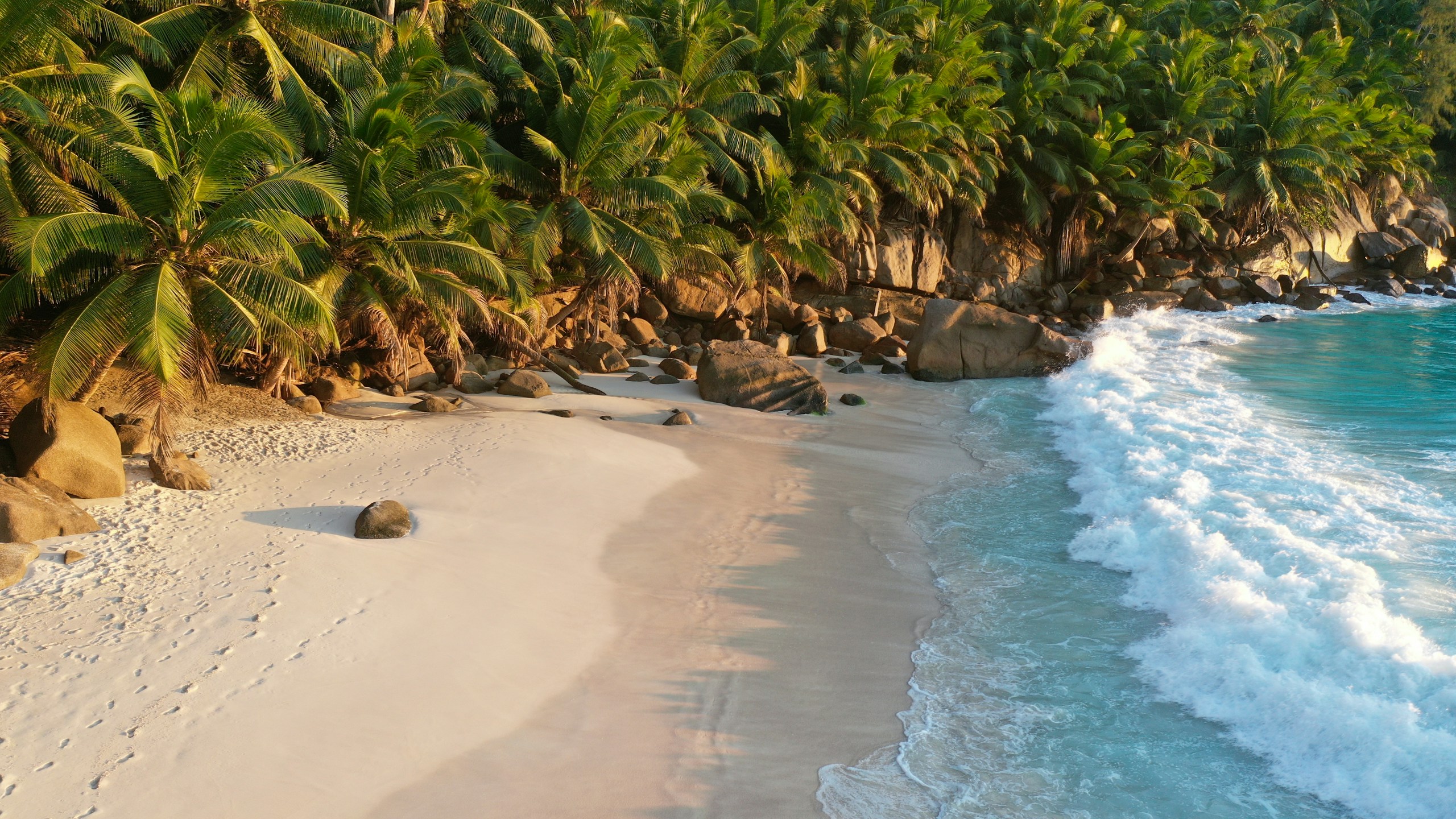 Tropical Beach with Palm Trees and Ocean Waves HD Wallpaper