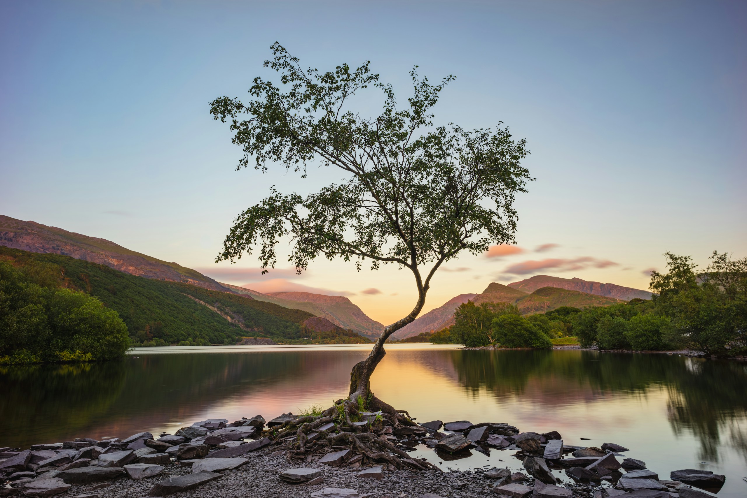 Lone tree by a calm lake at sunset HD Wallpaper