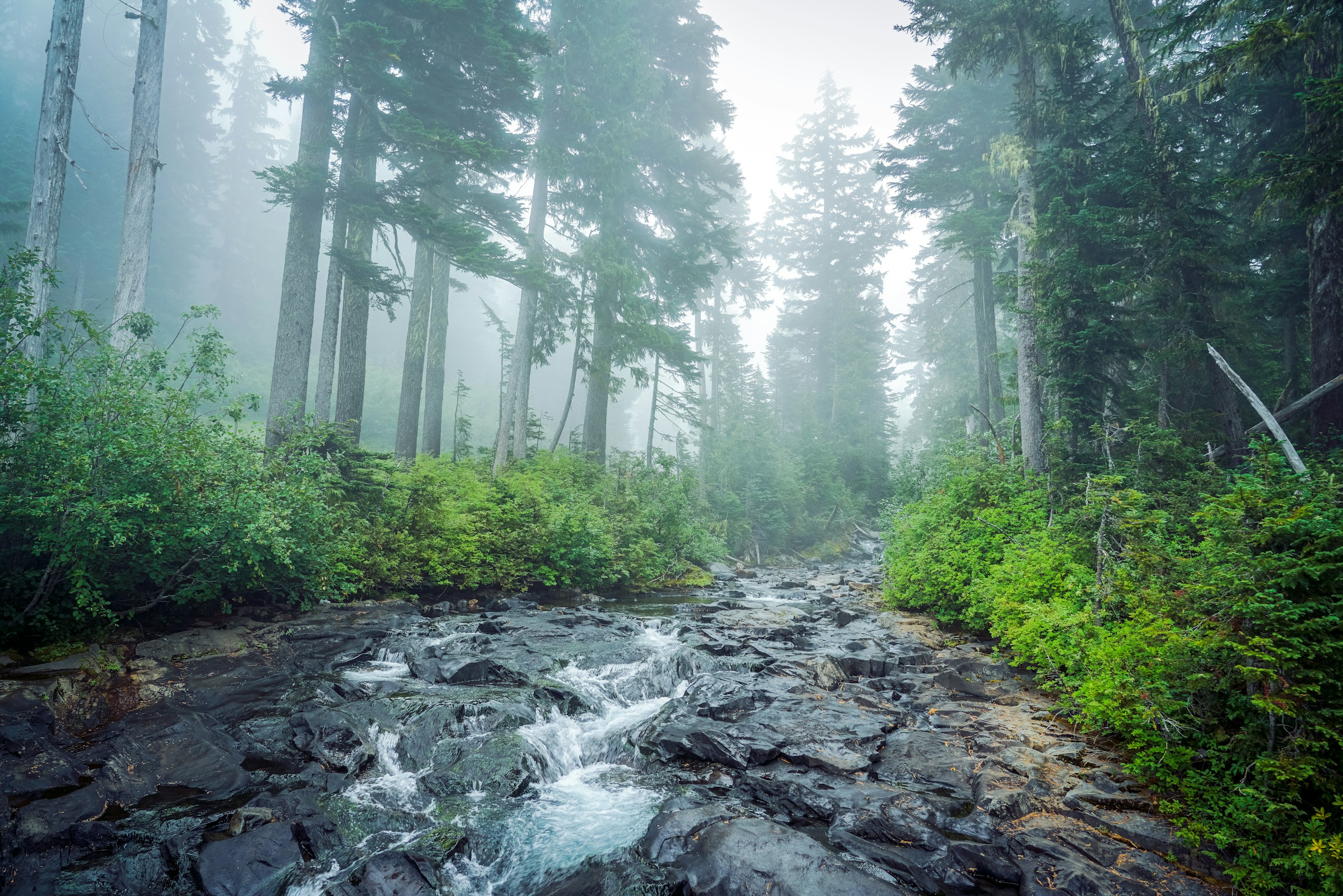 Rocky stream flowing through a misty evergreen forest HD Wallpaper