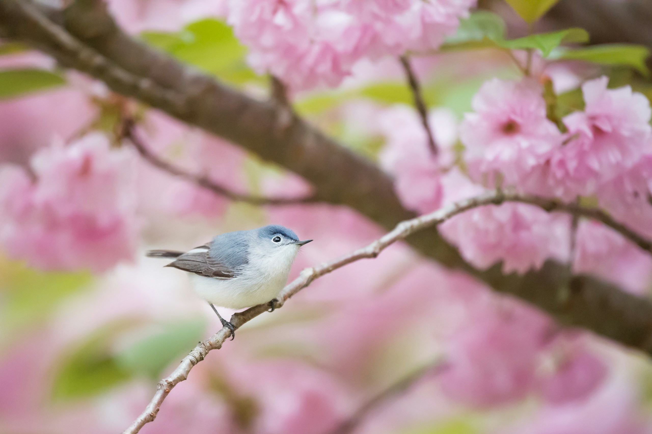 Blue-gray Gnatcatcher Perched on Cherry Blossom Branch HD Wallpaper