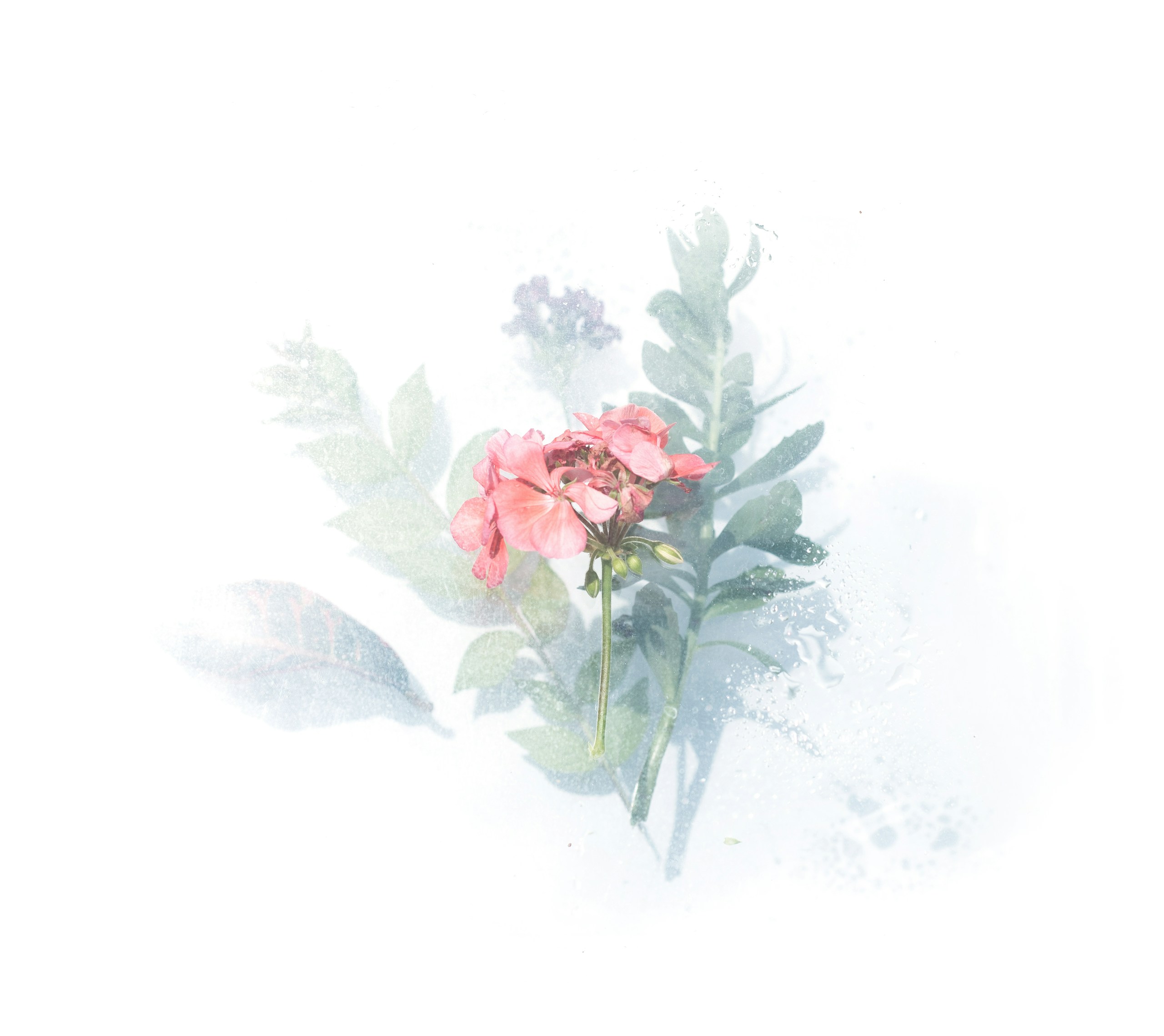 Pink geranium flower and green leaves behind frosted glass HD Wallpaper