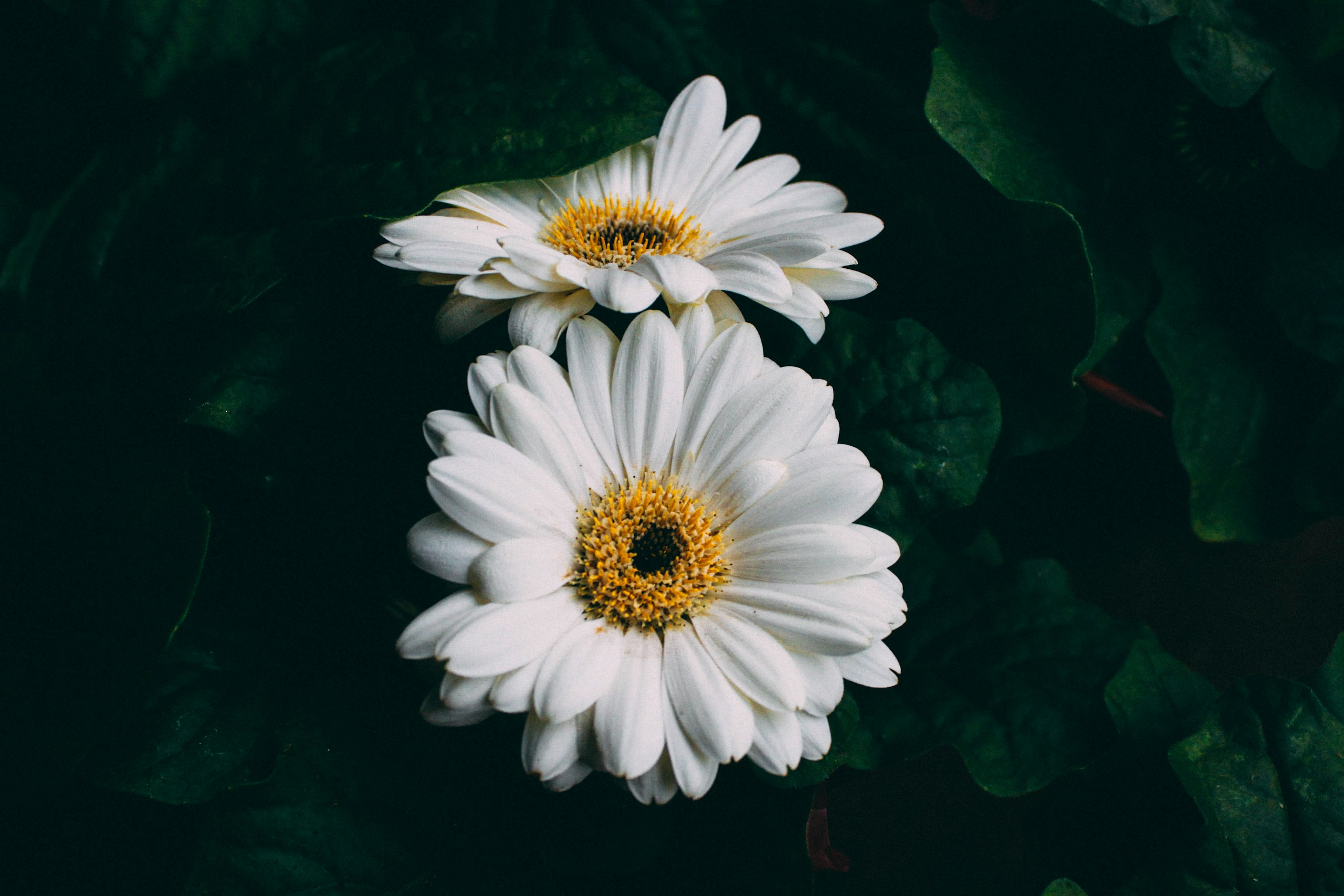 Two white gerbera daisies amidst dark green leaves HD Wallpaper