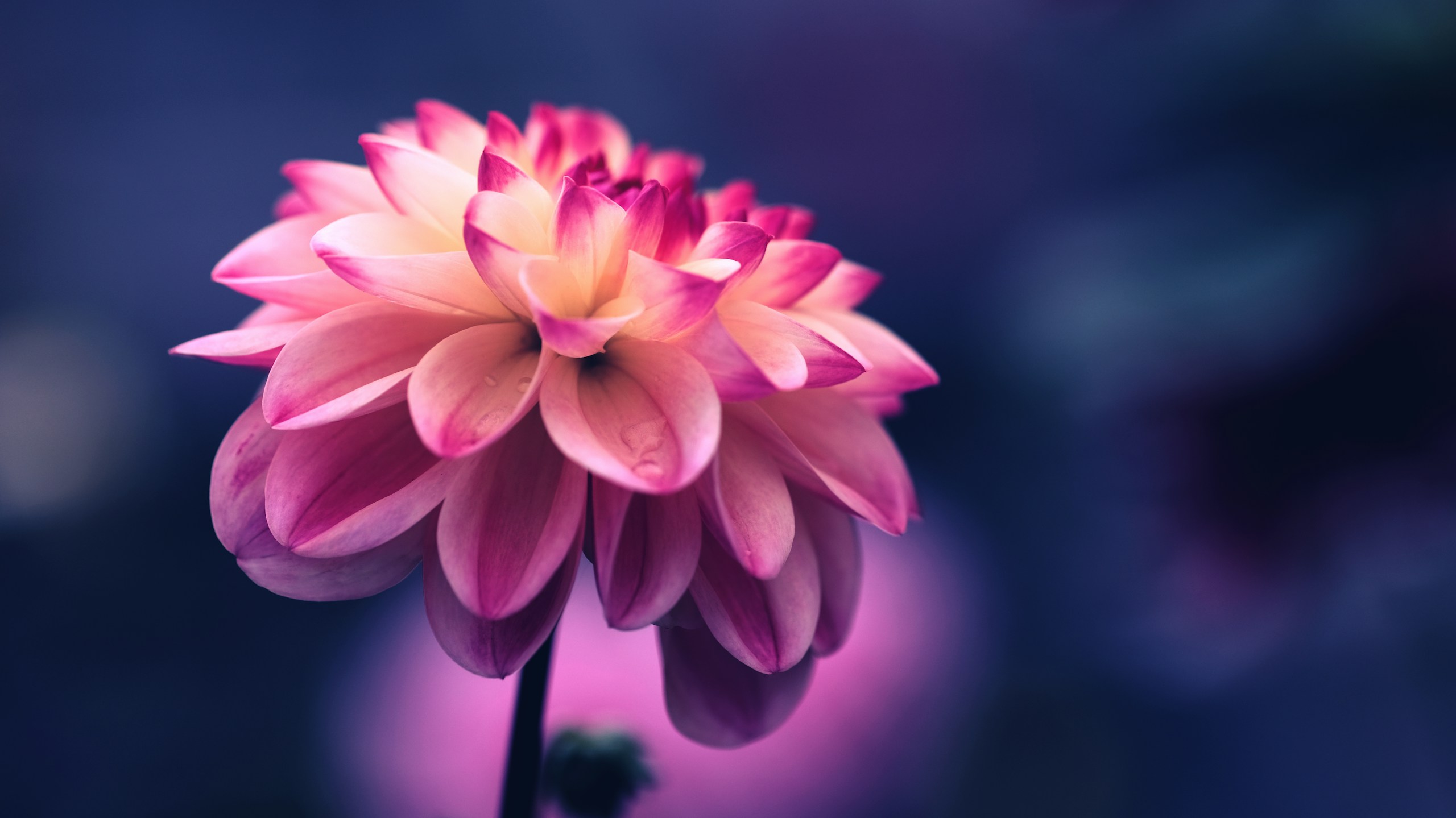 Close-up of a pink and yellow dahlia flower HD Wallpaper