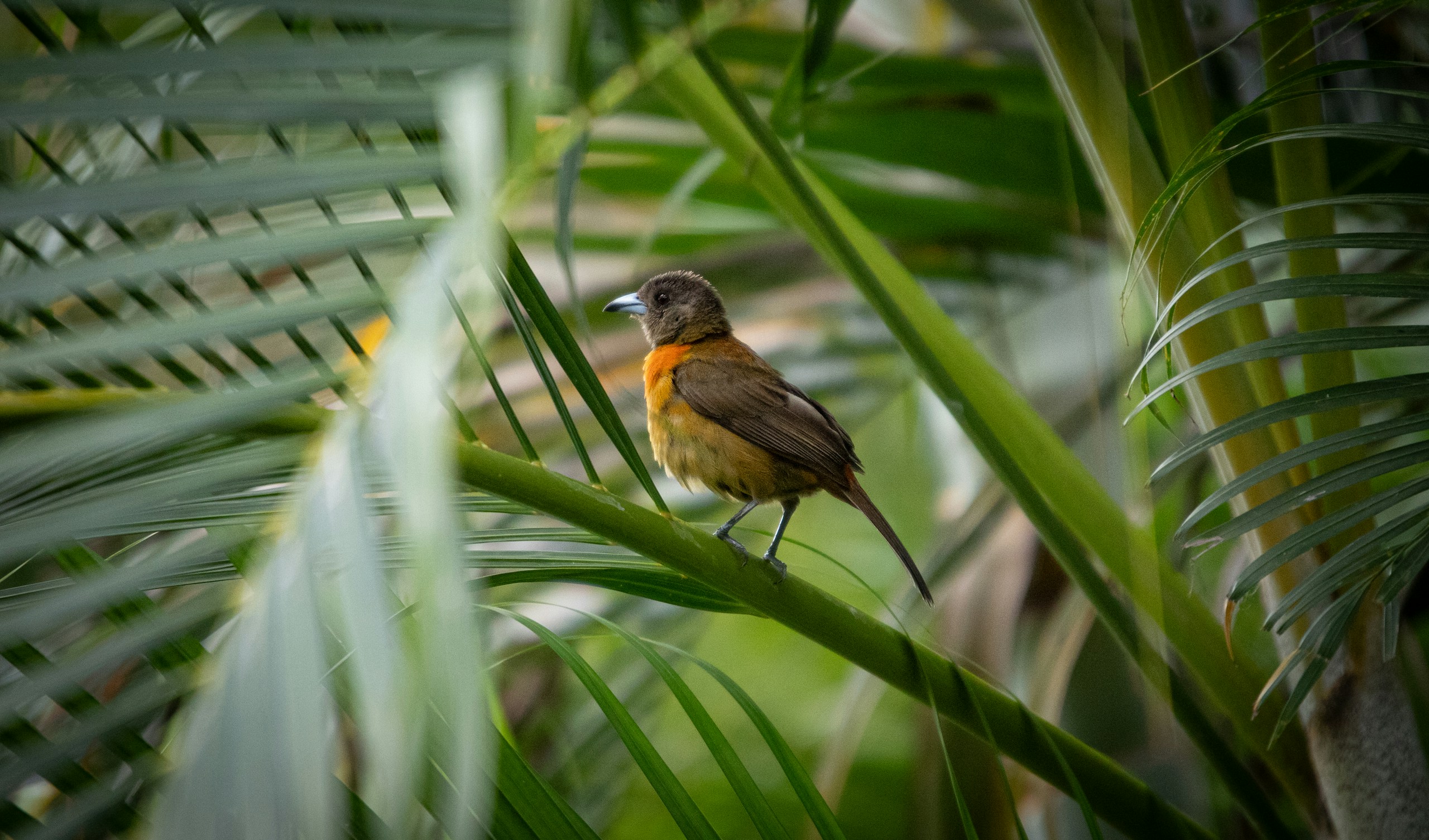 Small bird with orange breast perched on palm leaf HD Wallpaper