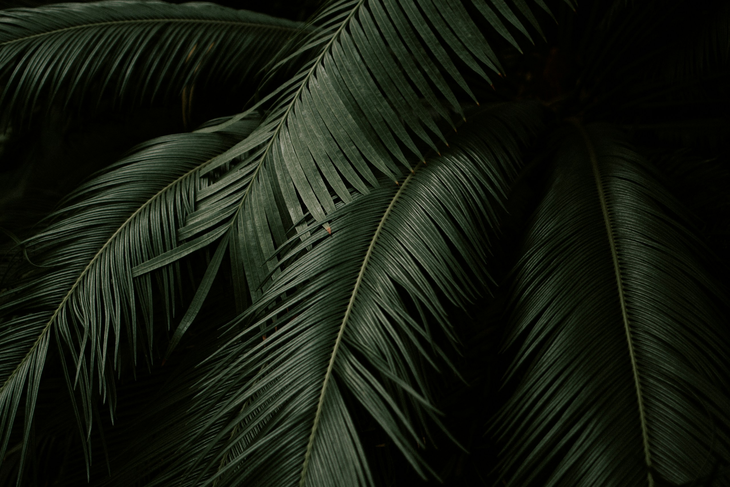 Close-up of dark green palm and cycad leaves HD Wallpaper