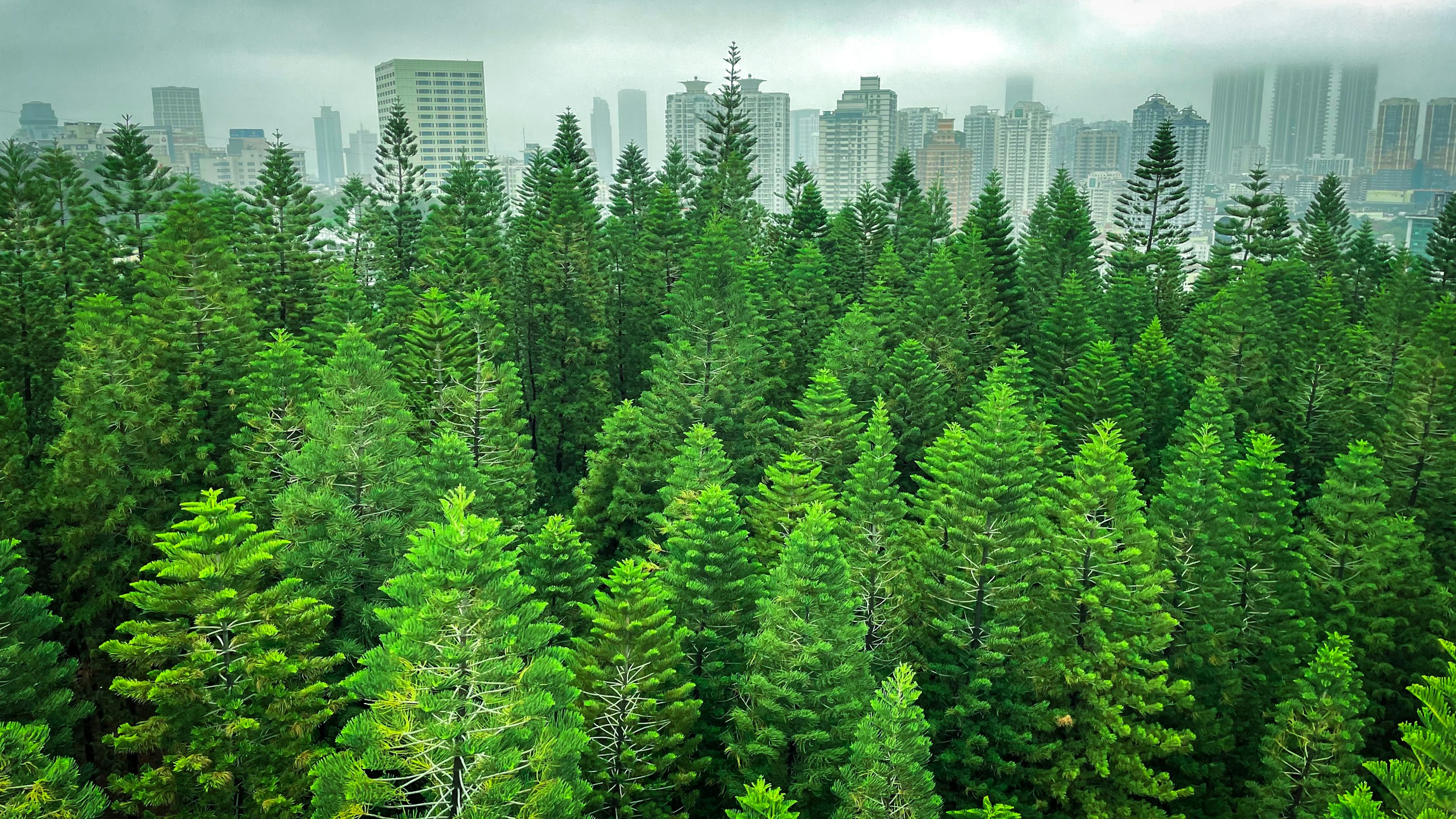 Lush green pine forest with city skyline in background HD Wallpaper