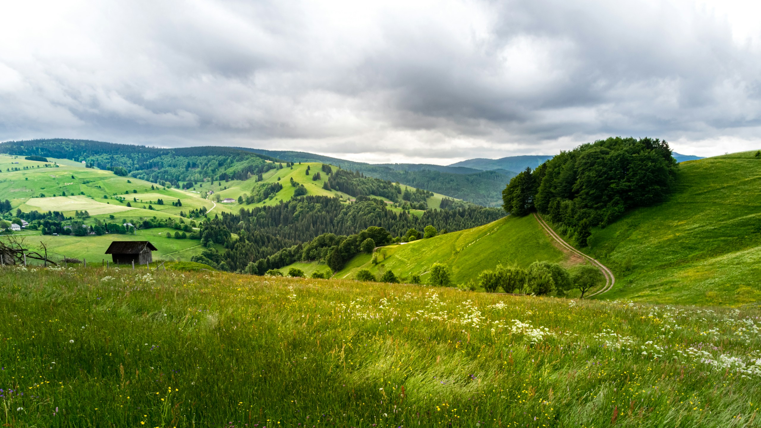 Lush Green Hills of the Southern Black Forest HD Wallpaper
