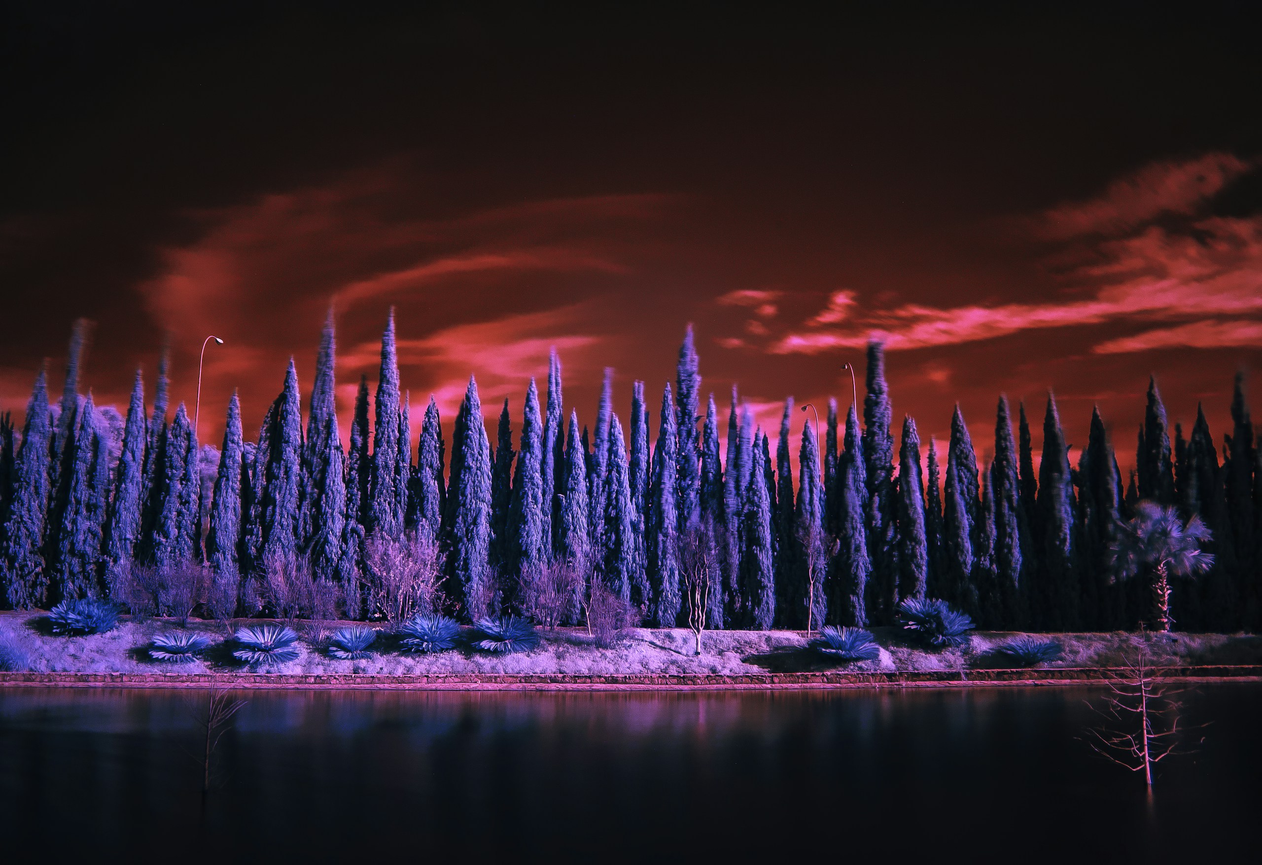 Infrared landscape of blue cypress trees under red sky HD Wallpaper