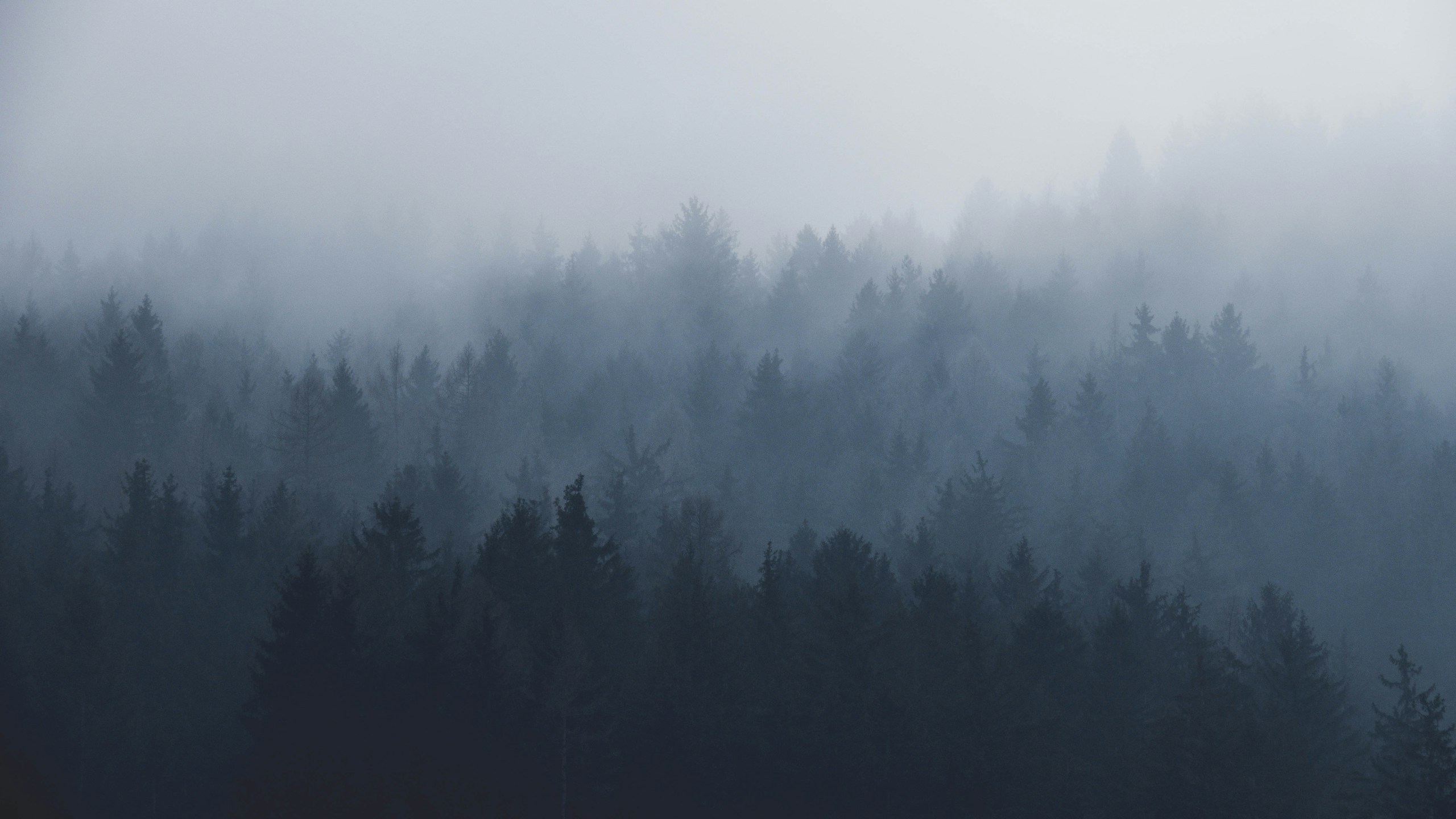 Misty pine forest shrouded in thick fog HD Wallpaper
