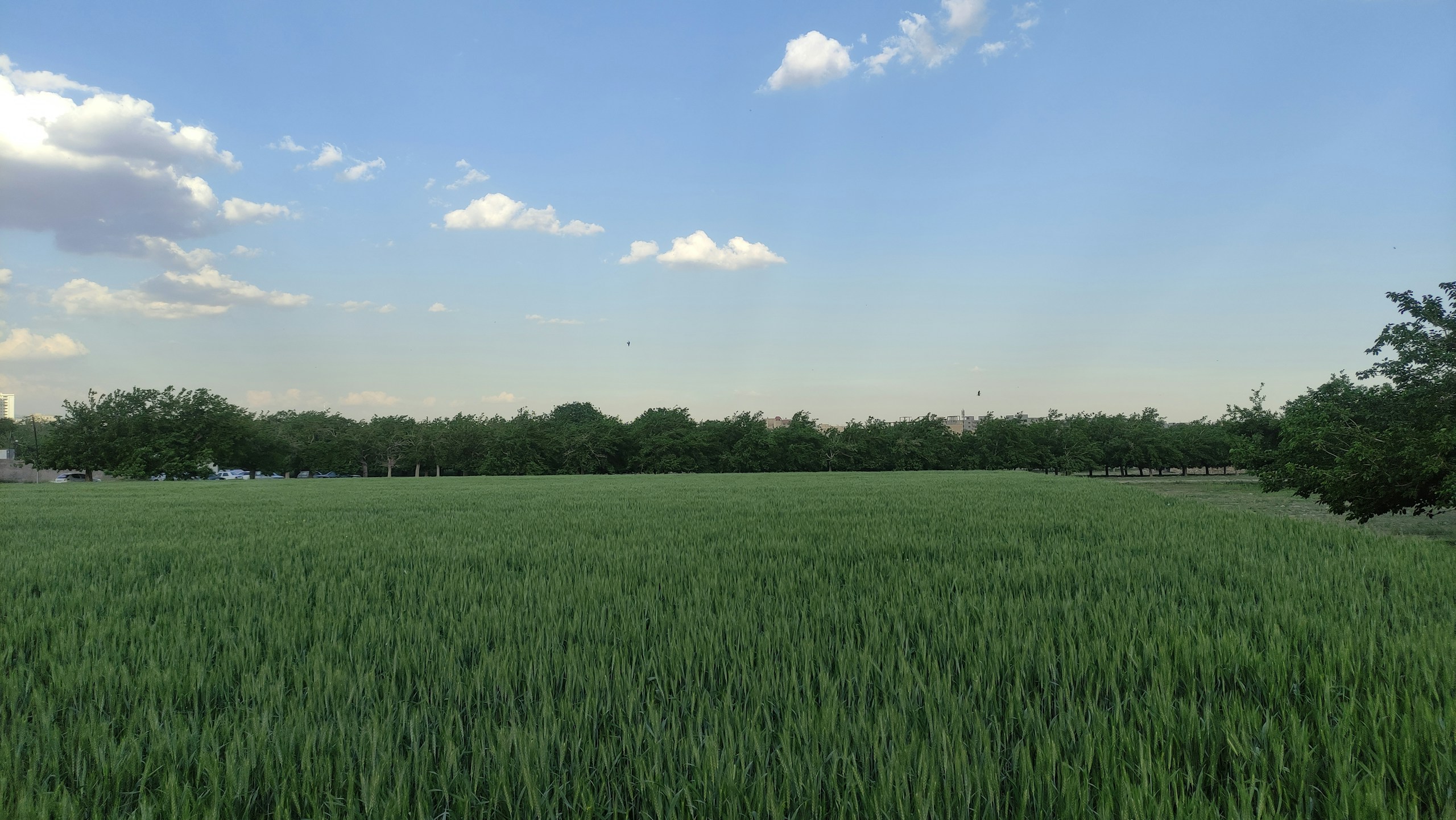 Large green field under a blue sky with clouds HD Wallpaper