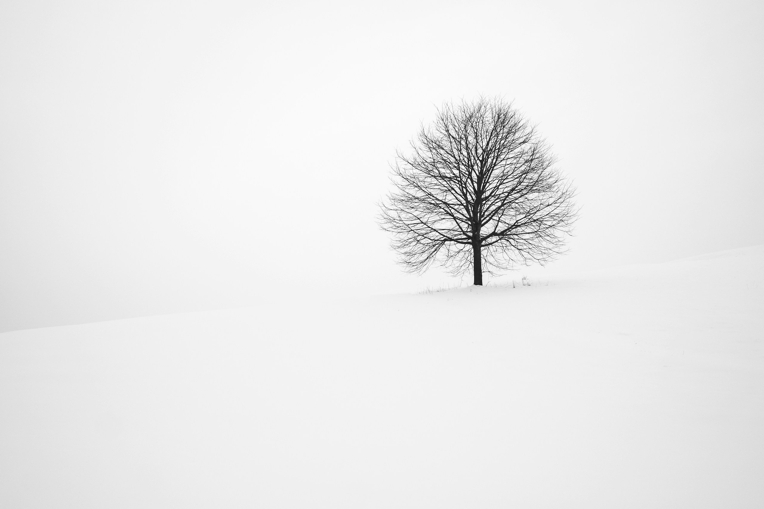 Lone Bare Tree in a Snowy Winter Landscape HD Wallpaper
