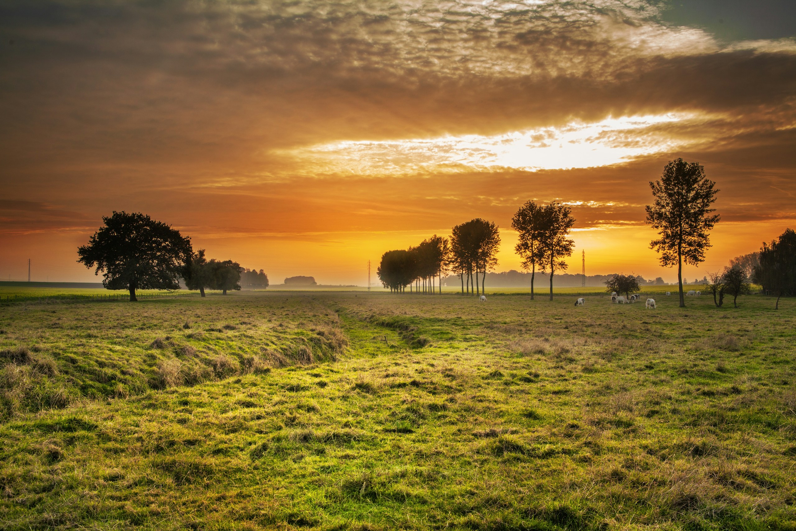 Grassy pasture field during golden hour sunset HD Wallpaper