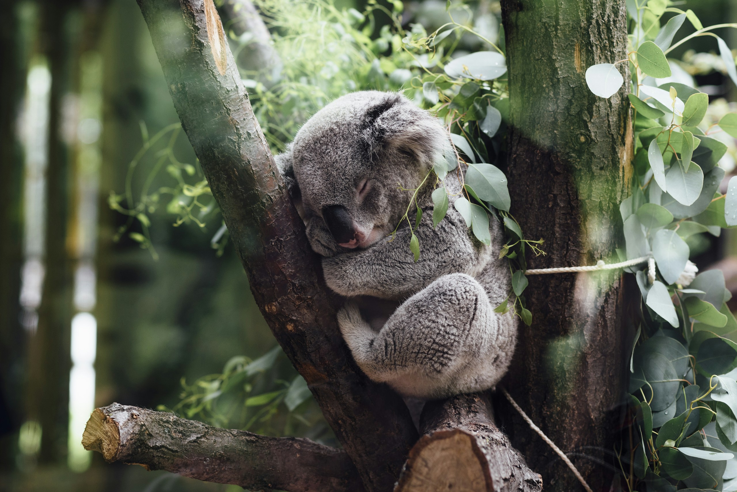 Fluffy koala sleeping on a tree branch HD Wallpaper