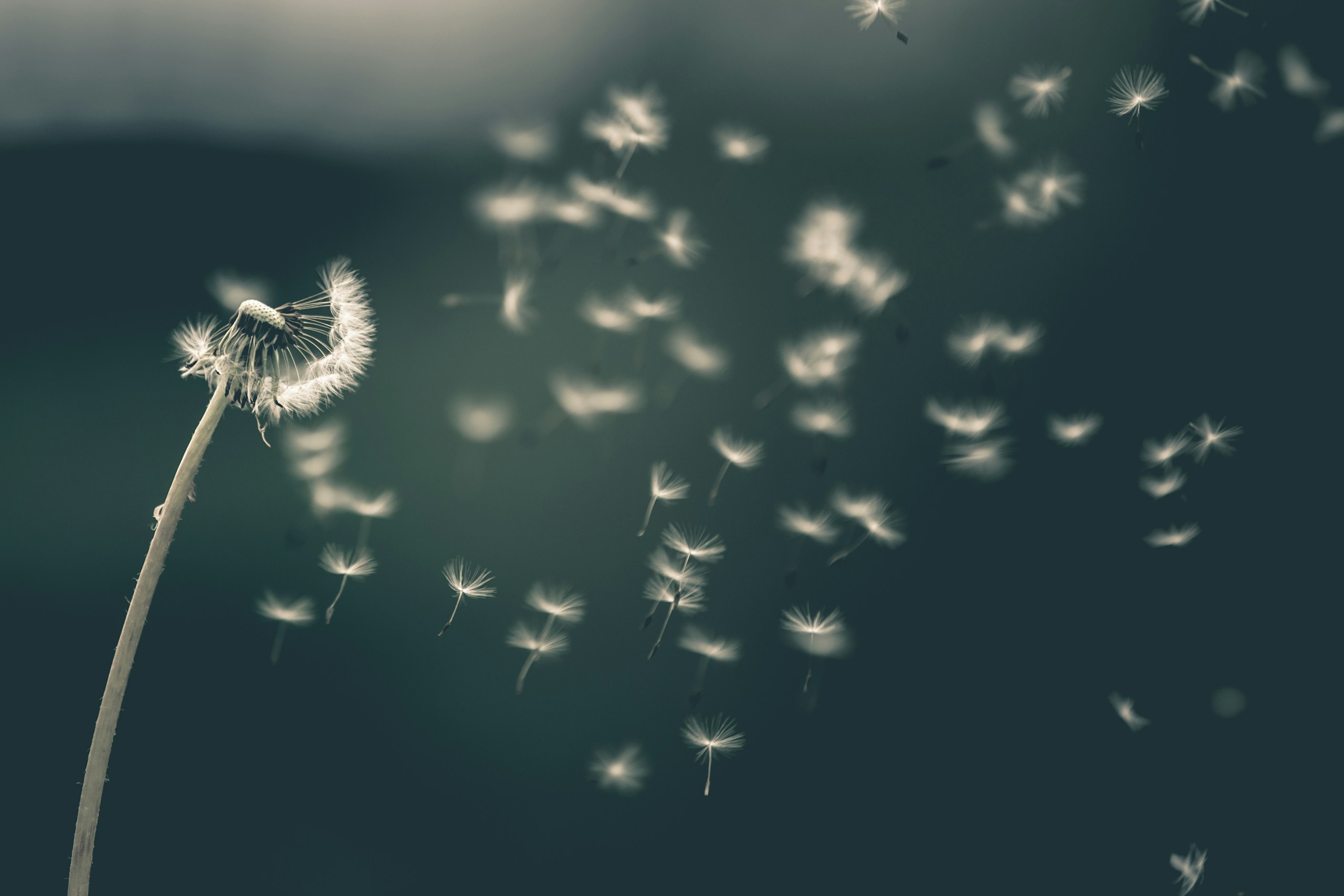 Dandelion seeds blowing in the wind HD Wallpaper