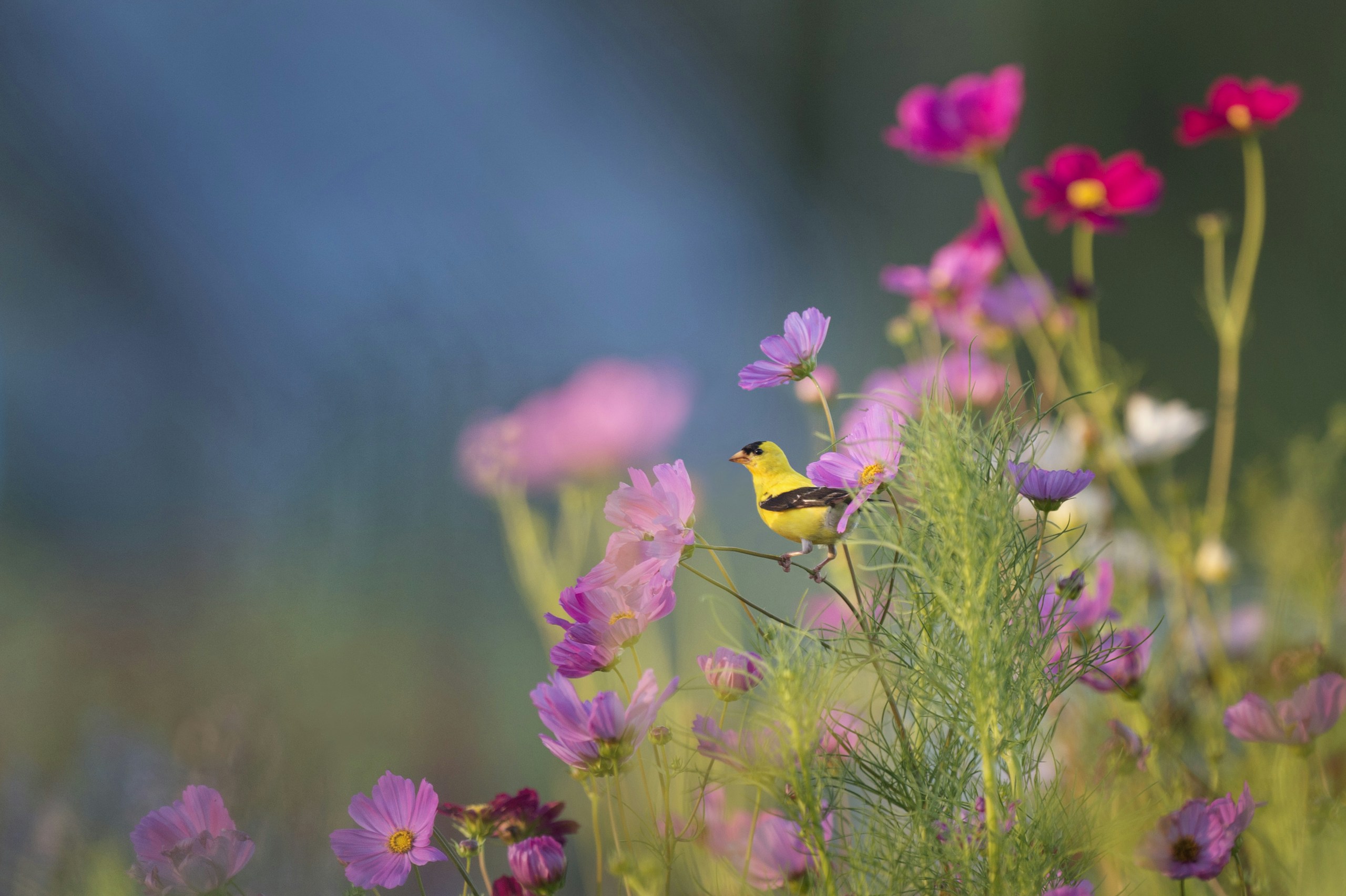 American Goldfinch Perched on Pink Cosmos Flowers HD Wallpaper