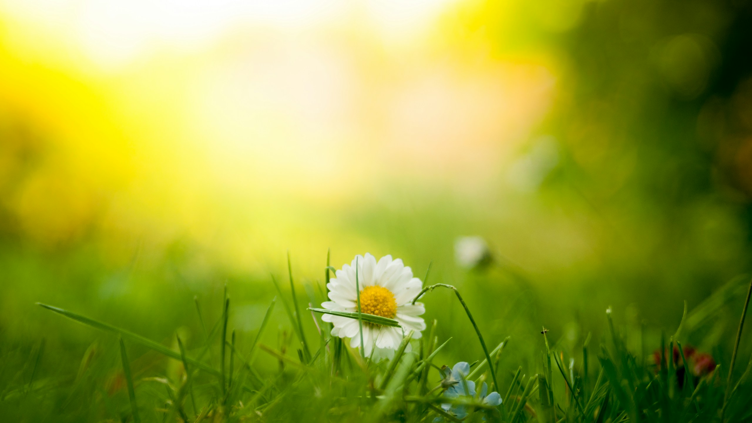 White daisy flower in green grass HD Wallpaper