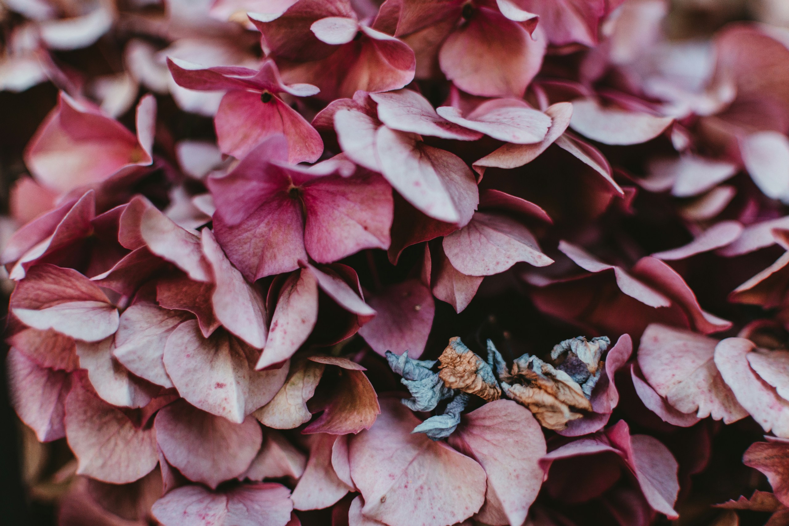 Close-Up of Pink Hydrangea Flowers with Dried Petals HD Wallpaper