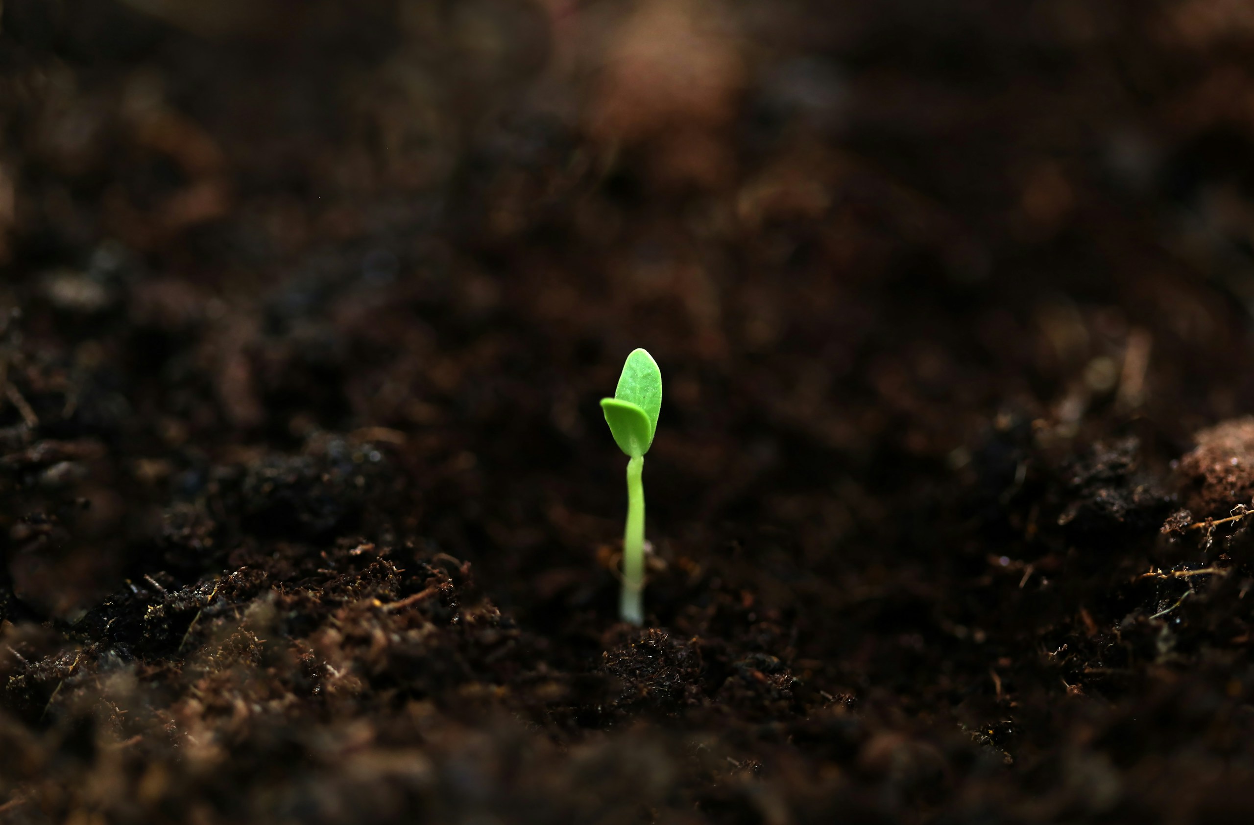 Small green sprout growing from dark soil HD Wallpaper