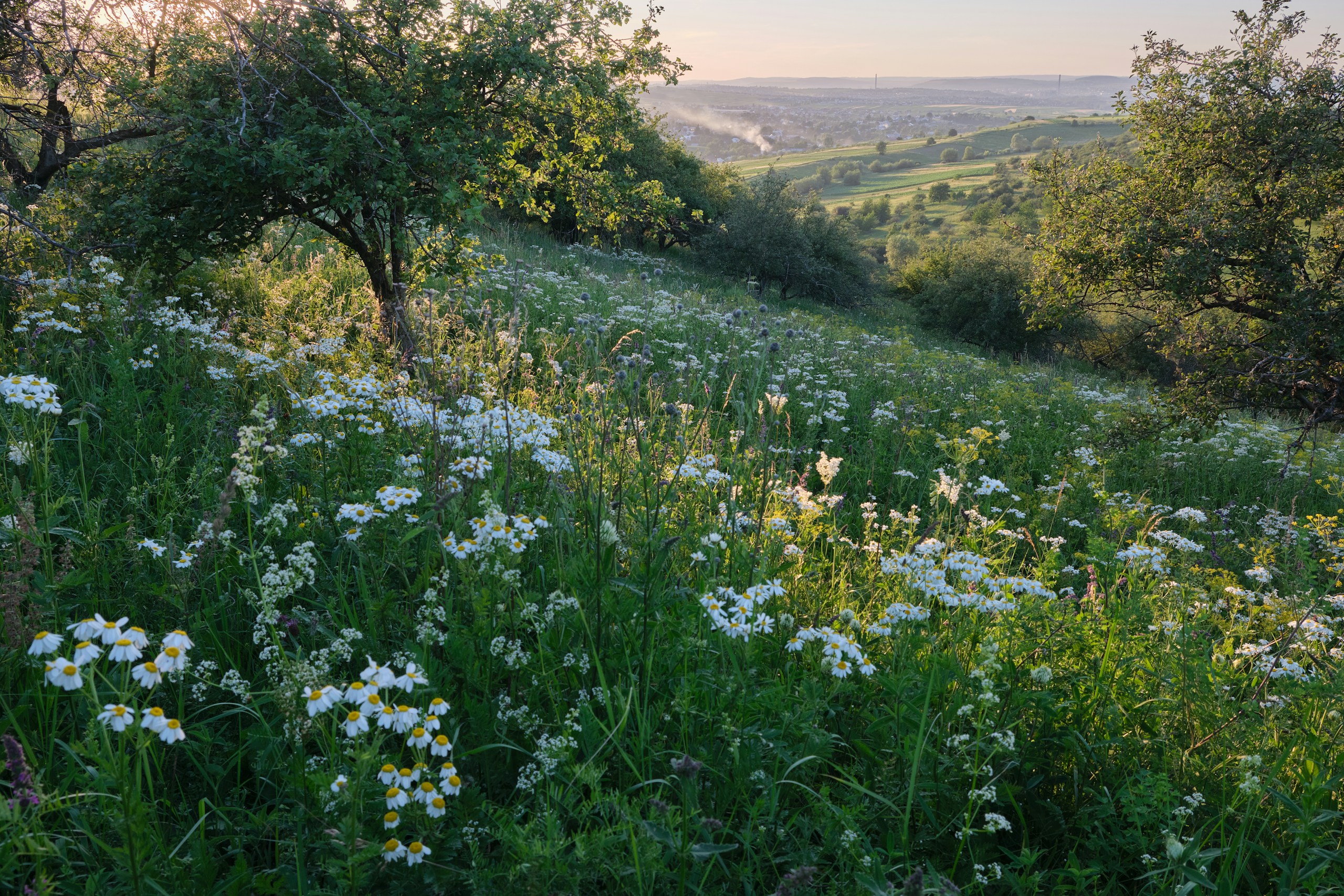 Wildflower meadow on a hillside at sunset HD Wallpaper