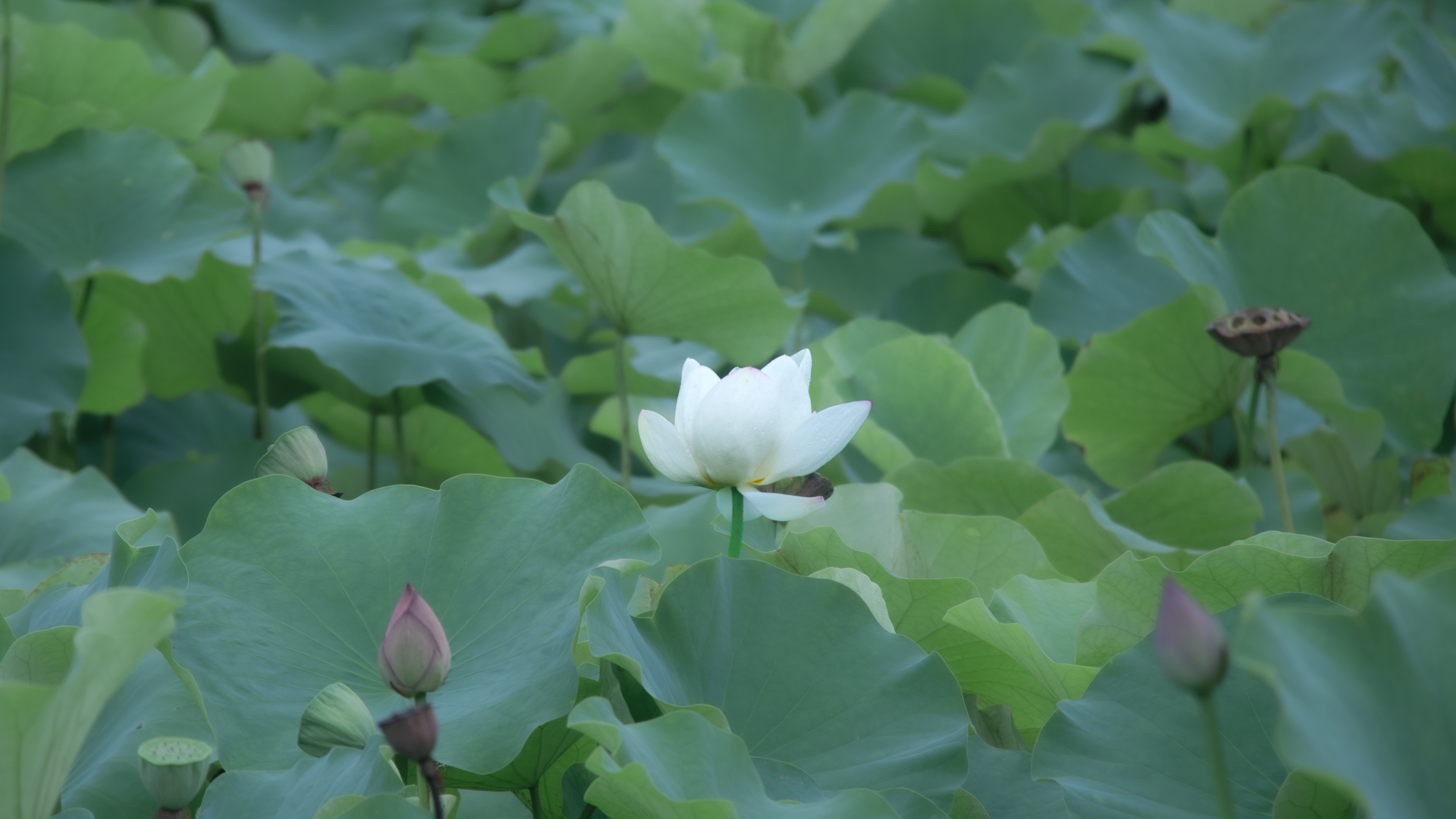 White Lotus Flower Blooming in a Pond HD Wallpaper
