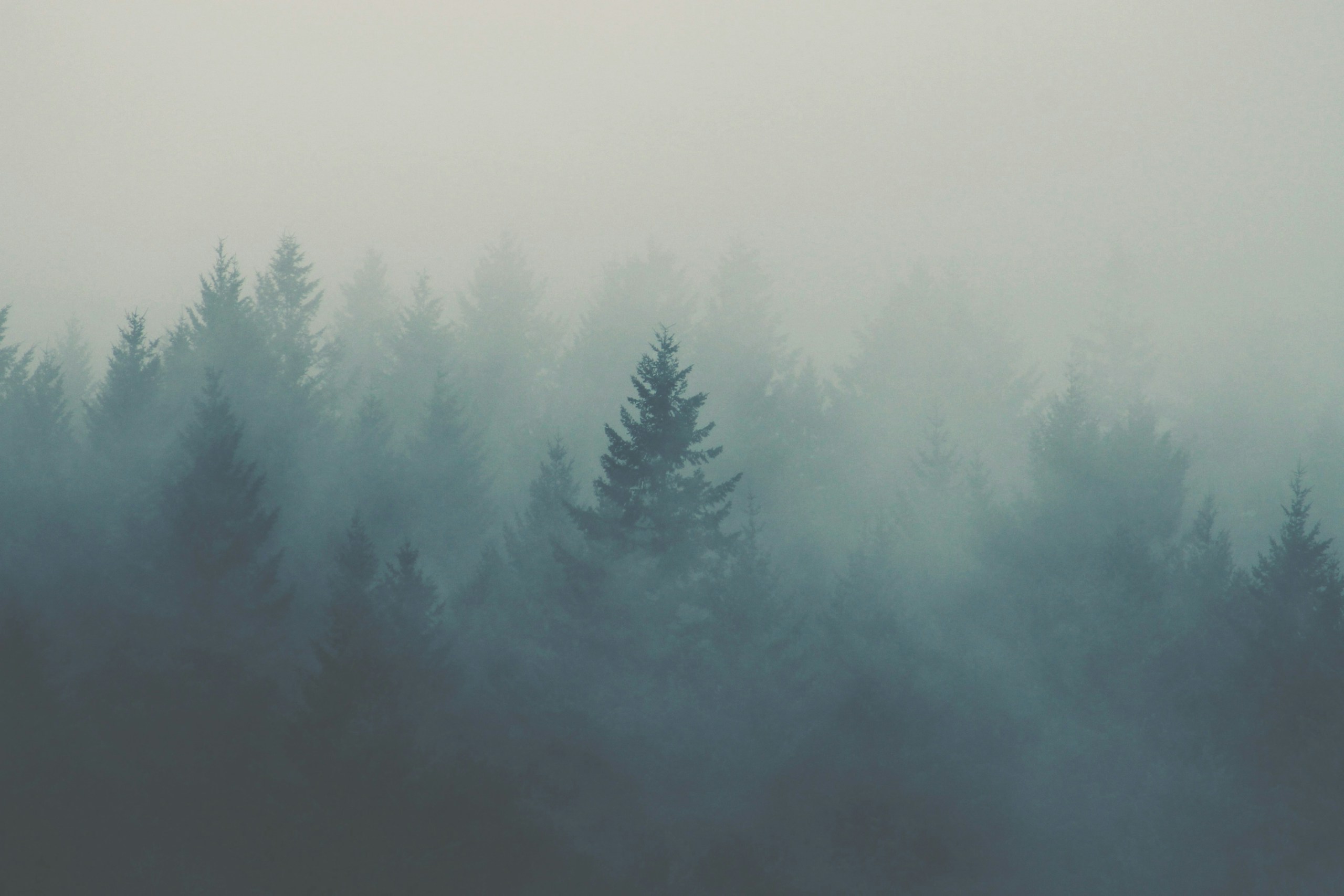Misty pine forest shrouded in dense fog HD Wallpaper