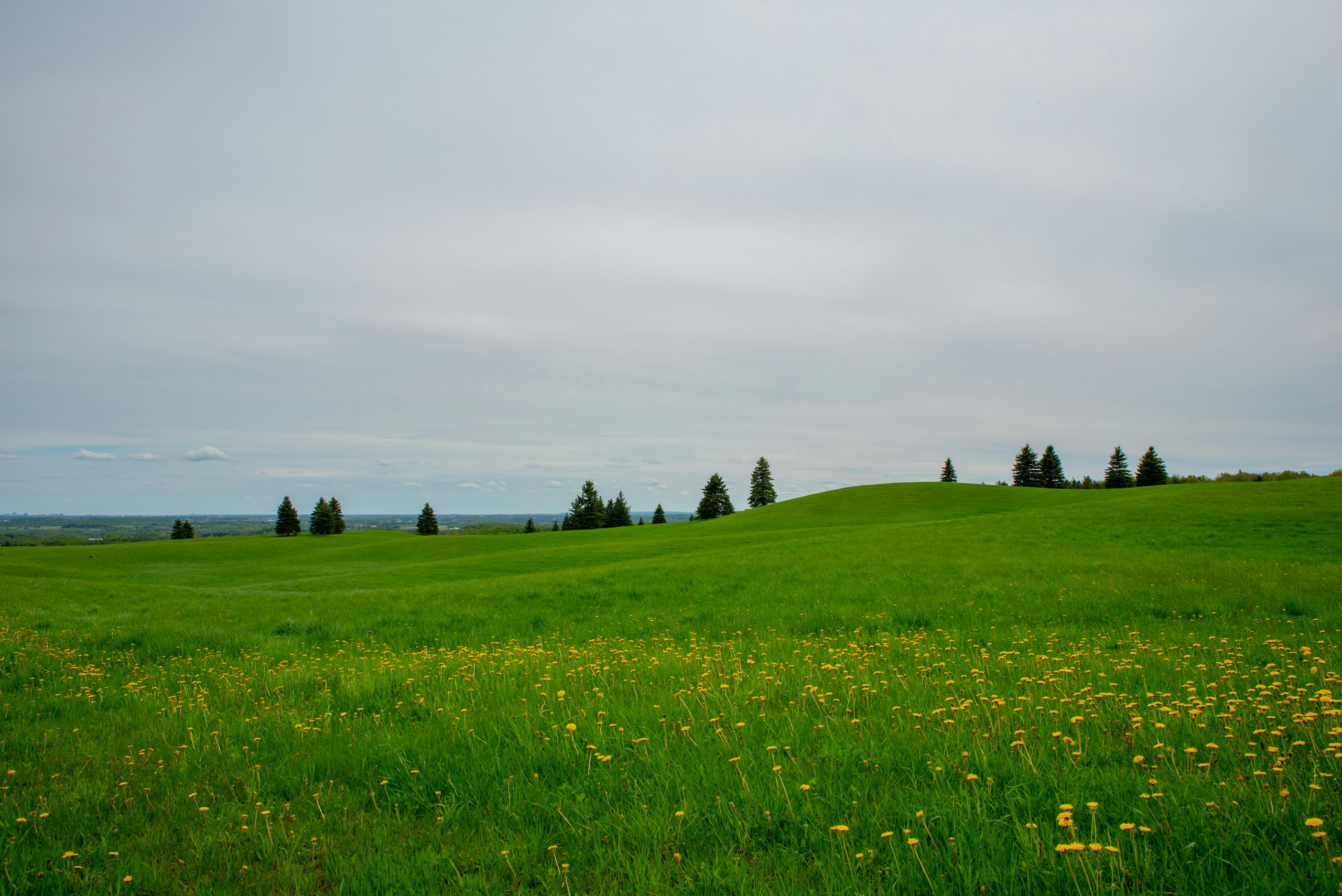 Green rolling hills with yellow dandelions and pine trees HD Wallpaper