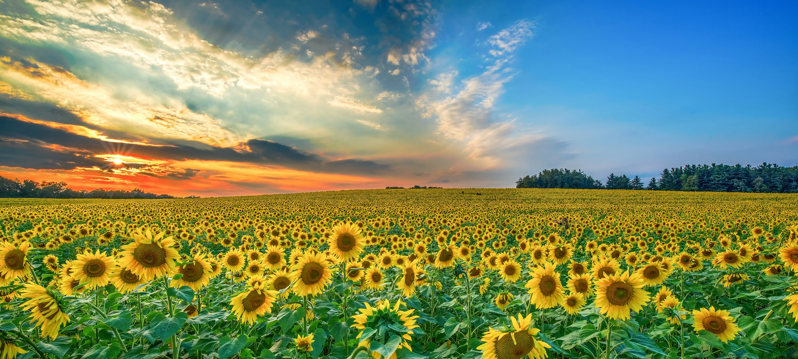 Sunflower Field Under a Sunset Sky HD Wallpaper
