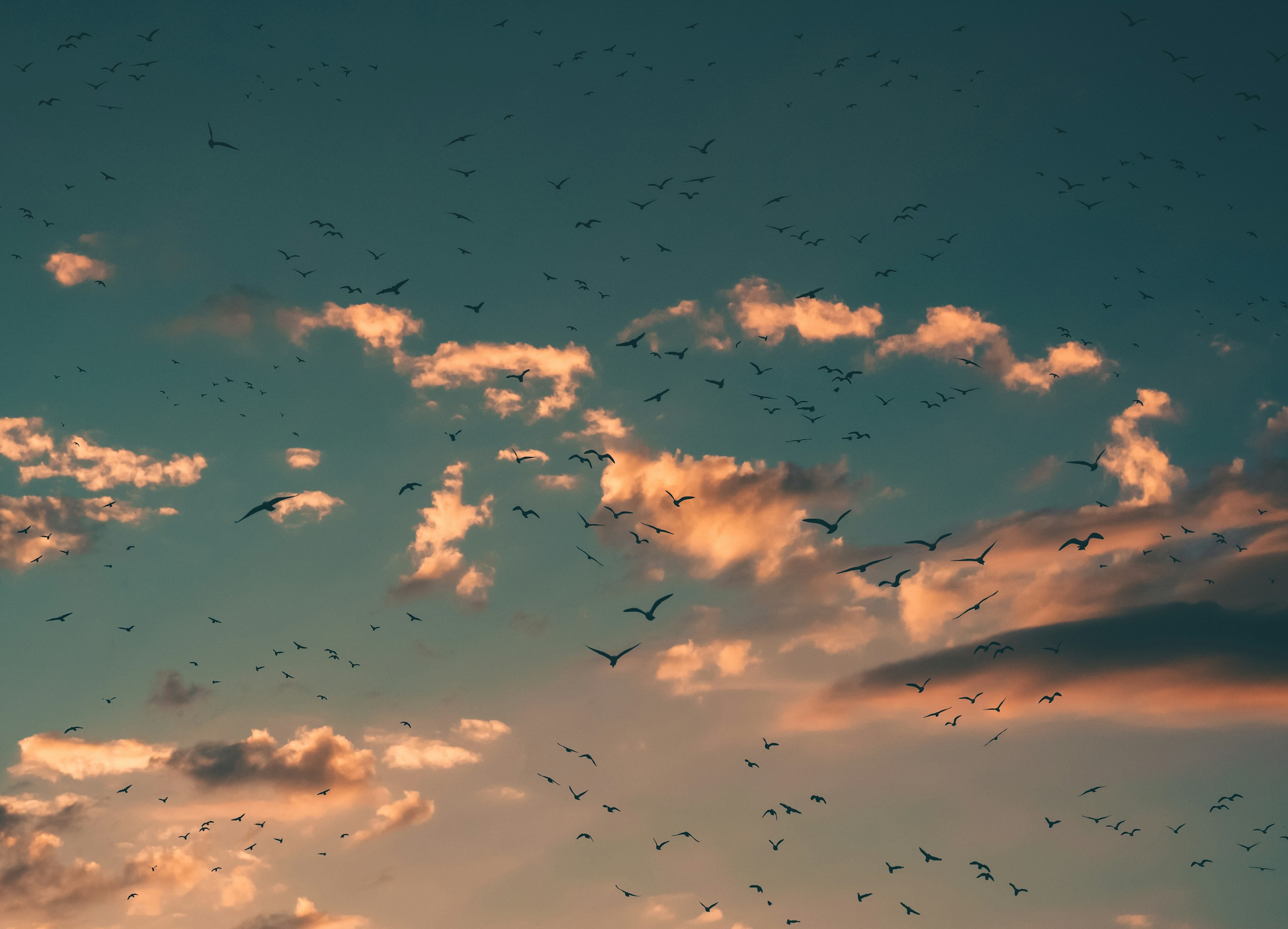 Flock of Birds Flying in Sunset Sky HD Wallpaper