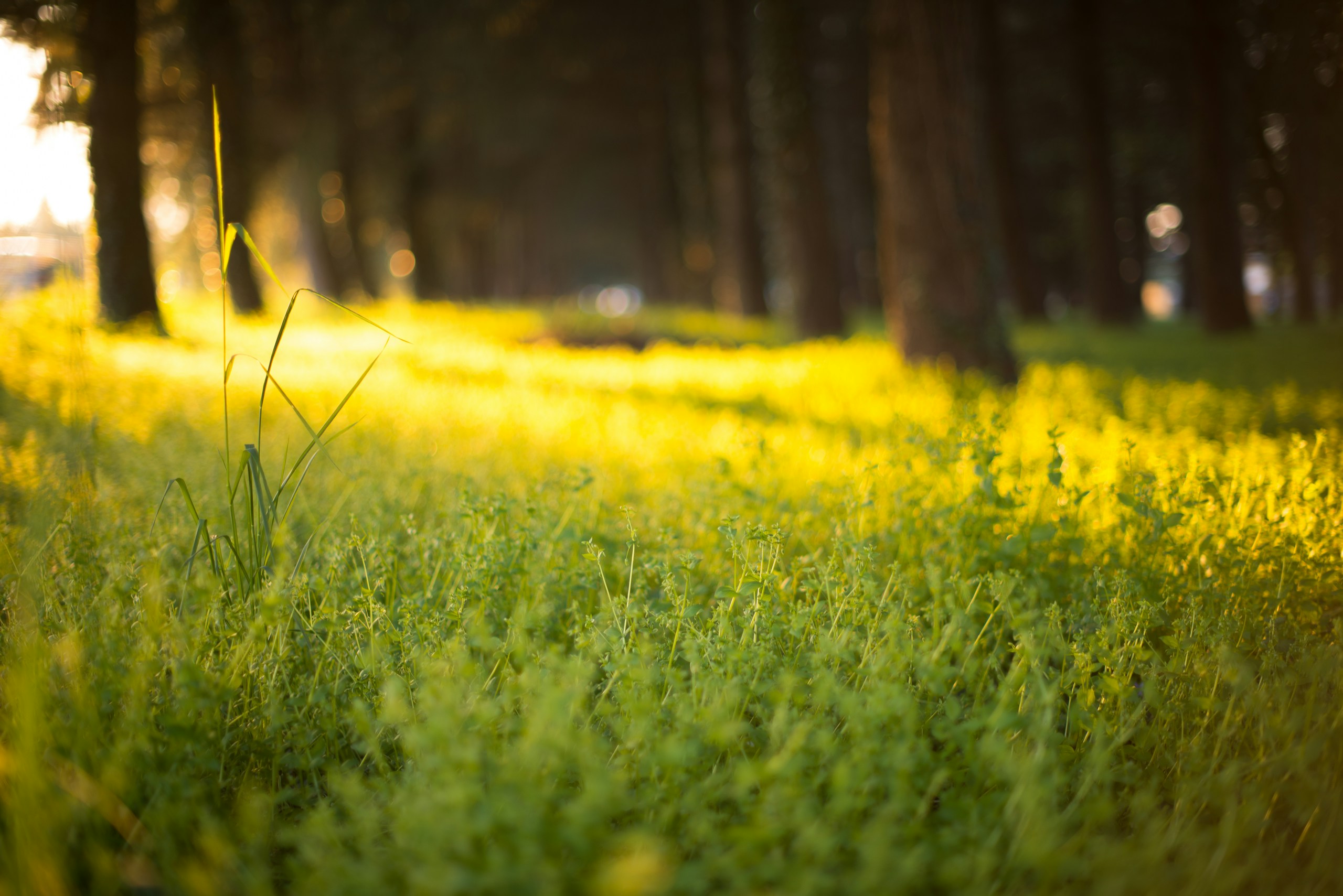 Selective focus photography of green grass field in sunlight HD Wallpaper