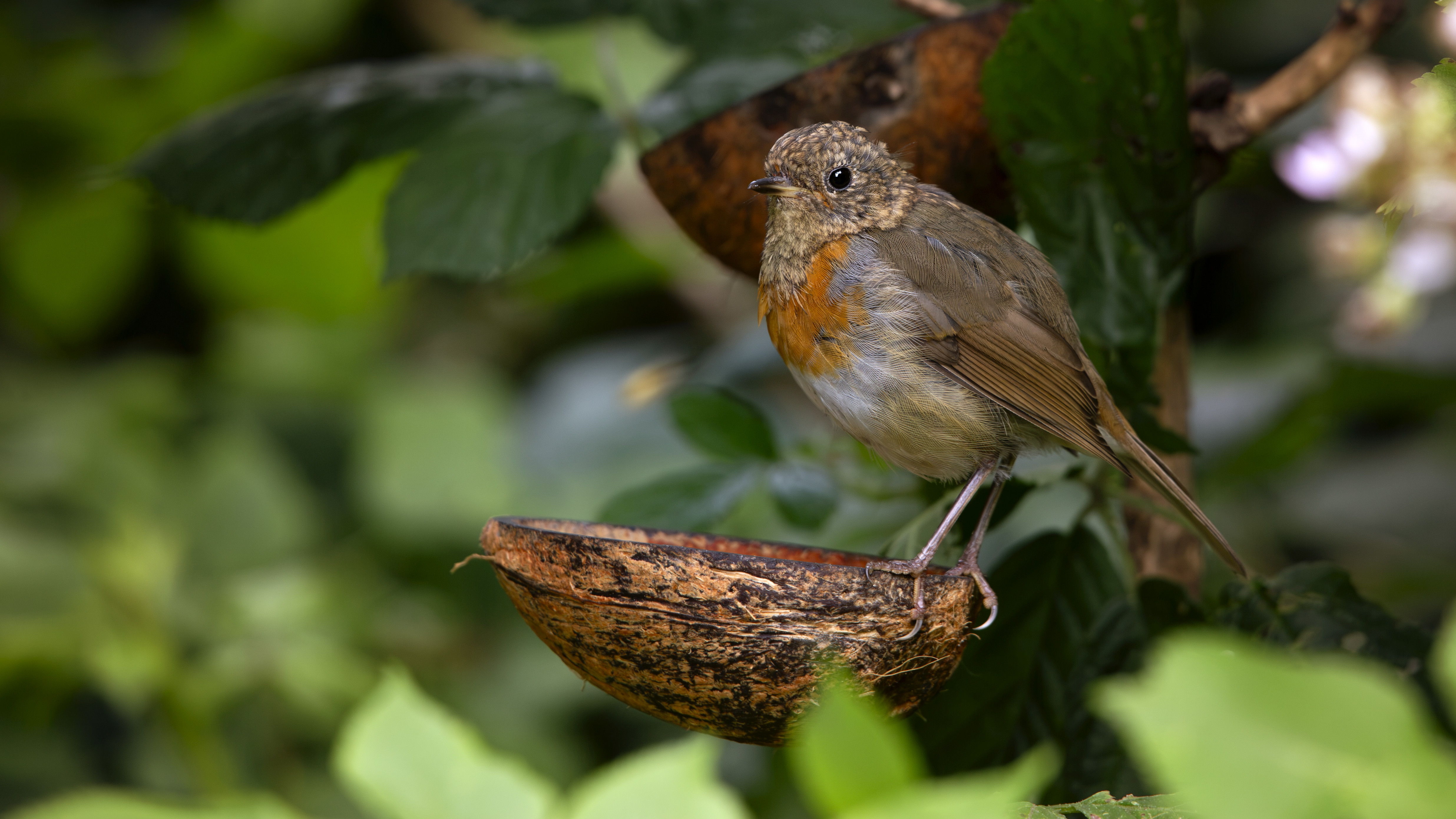 Juvenile European Robin Perched on a Coconut Shell HD Wallpaper