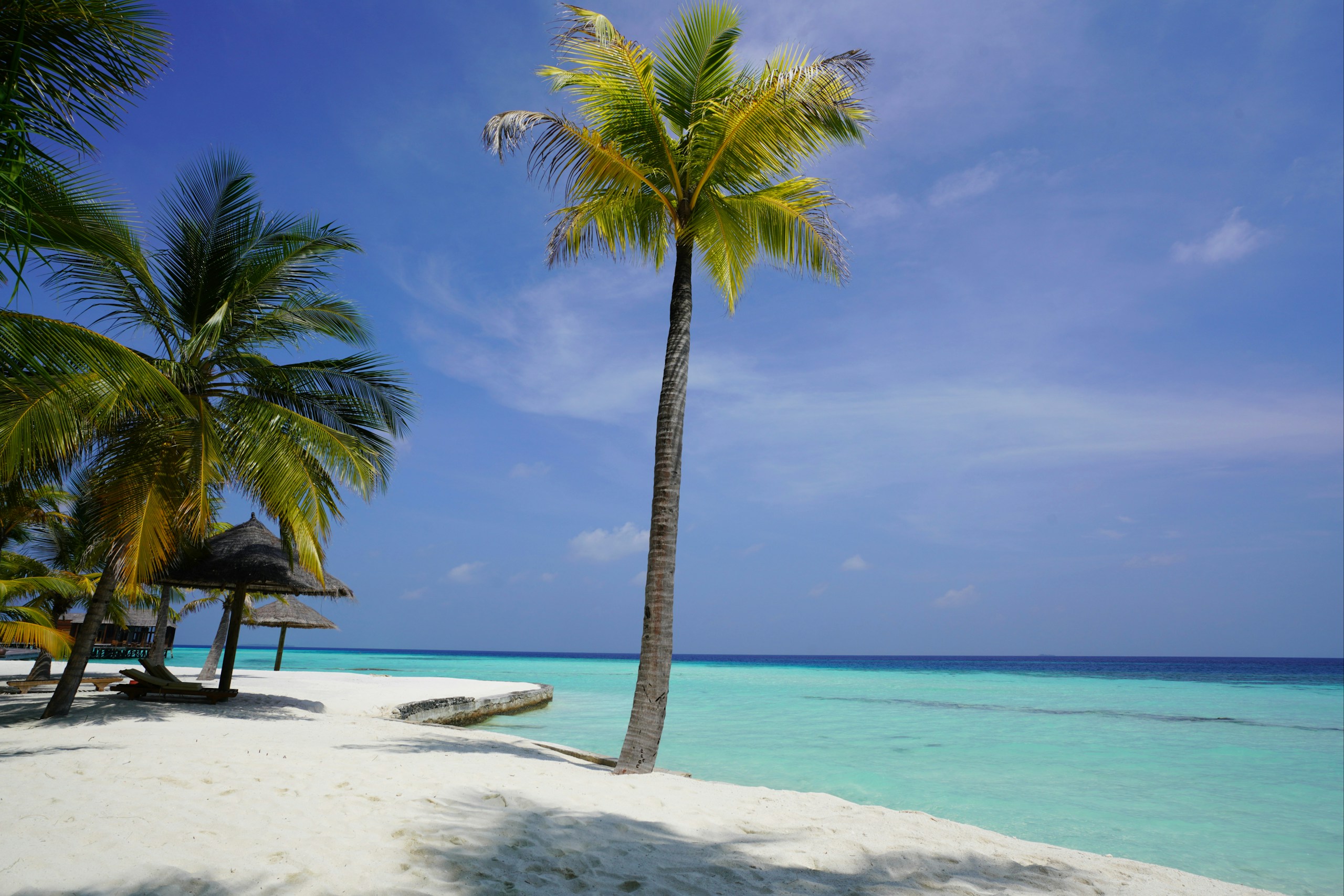 Tropical beach with palm trees in the Maldives HD Wallpaper