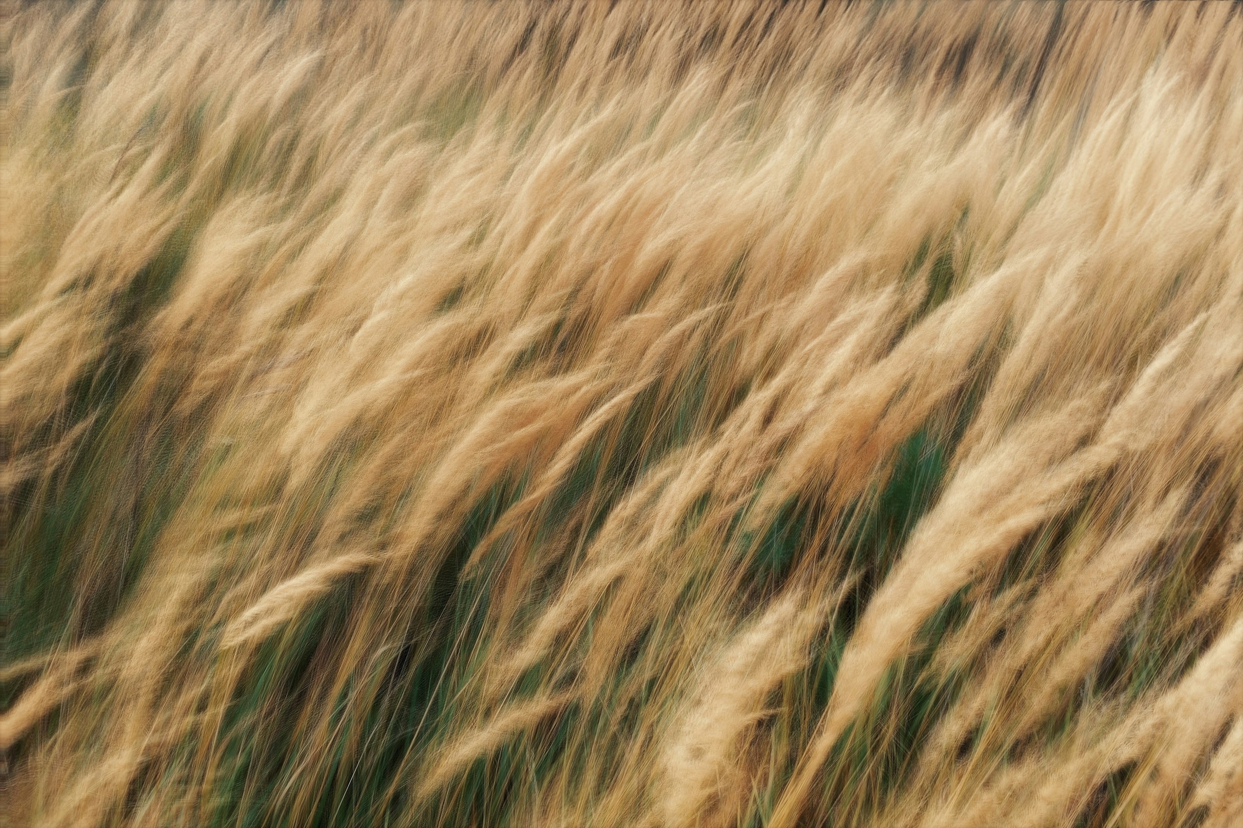 Golden grass blowing in the wind HD Wallpaper